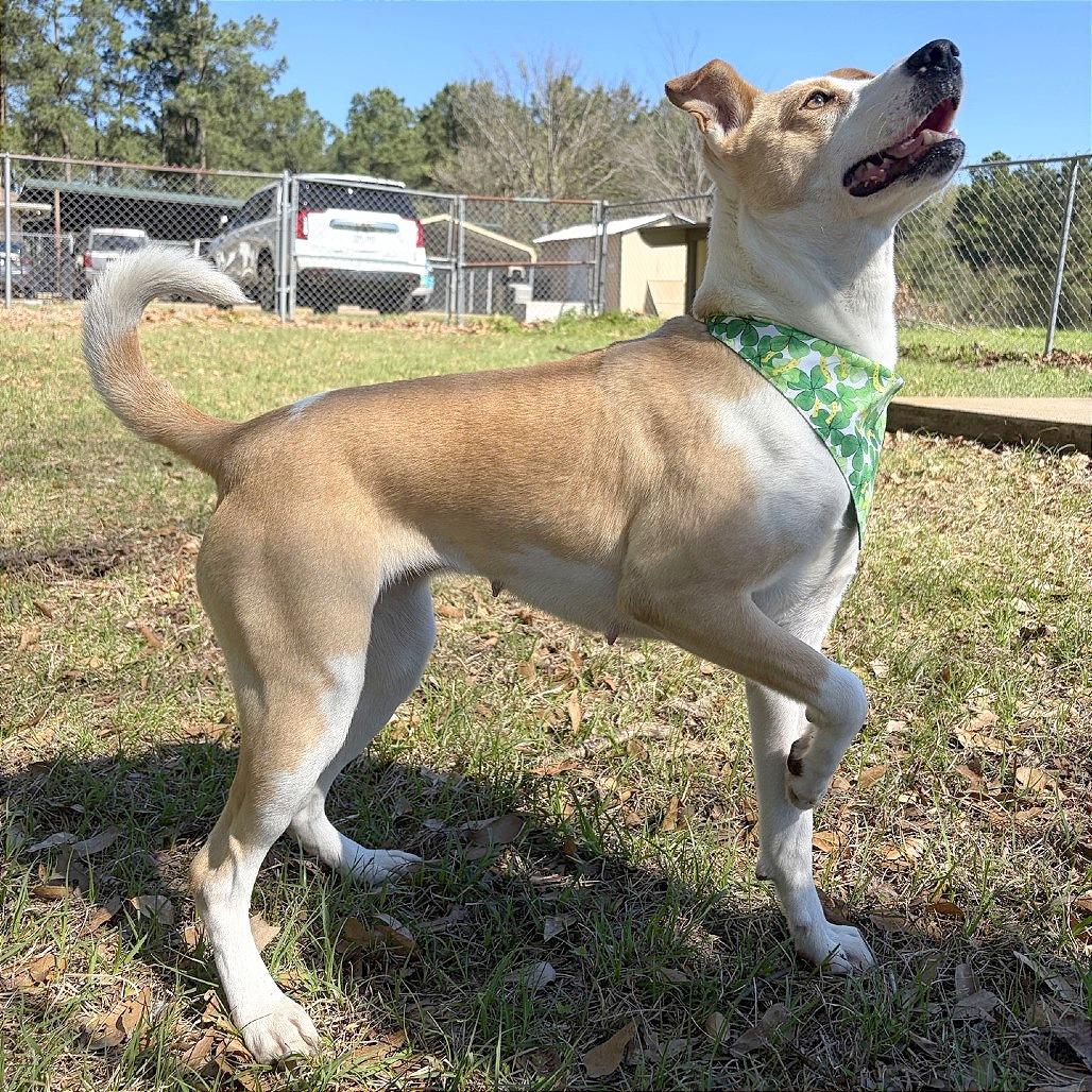 Enlarge Marley, a Adoptable Mixed Breed in Lufkin, TX image 3/6