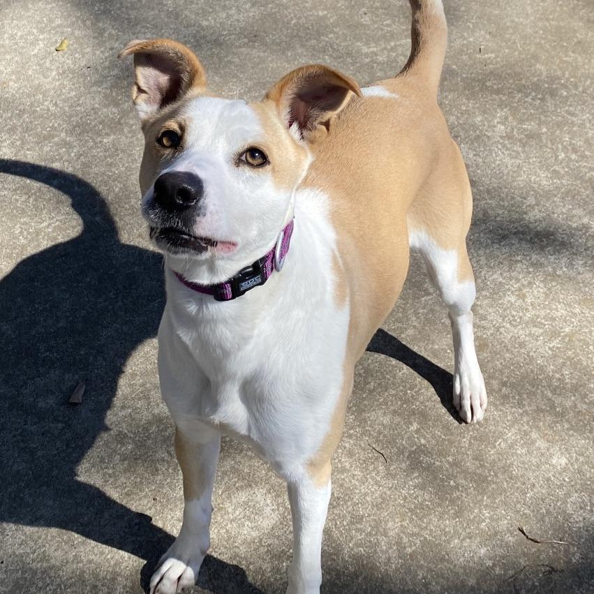 Enlarge Marley, a Adoptable Mixed Breed in Lufkin, TX image 4/6