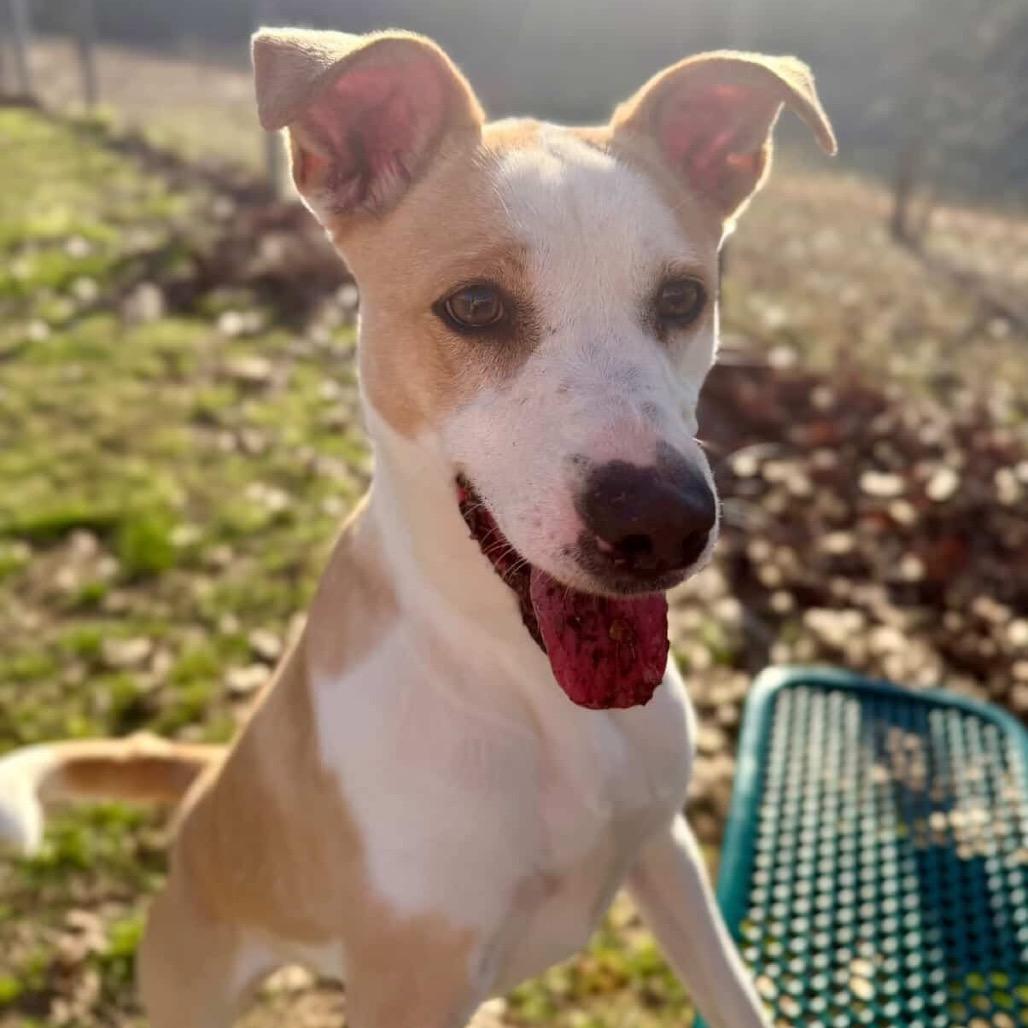 Enlarge Marley, a Adoptable Mixed Breed in Lufkin, TX image 5/6