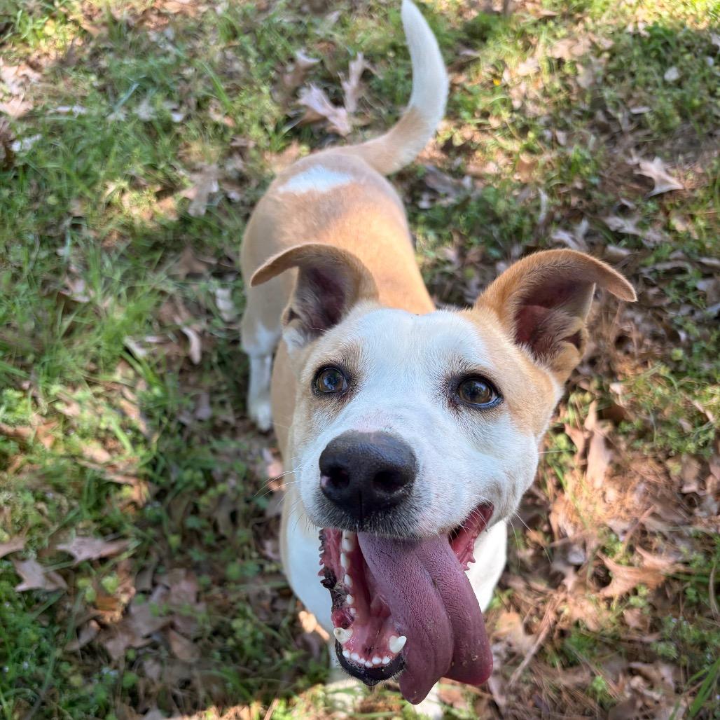 Enlarge Marley, a Adoptable Mixed Breed in Lufkin, TX image 6/6