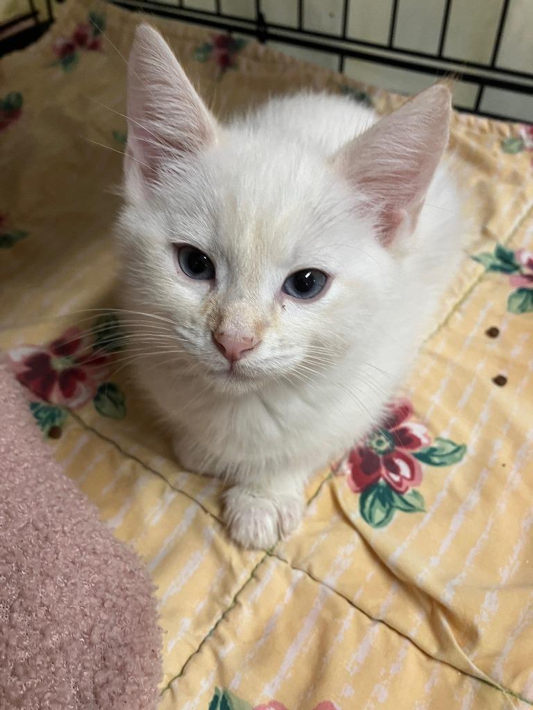 Clover, Adoptable, Kitten Male Siamese.