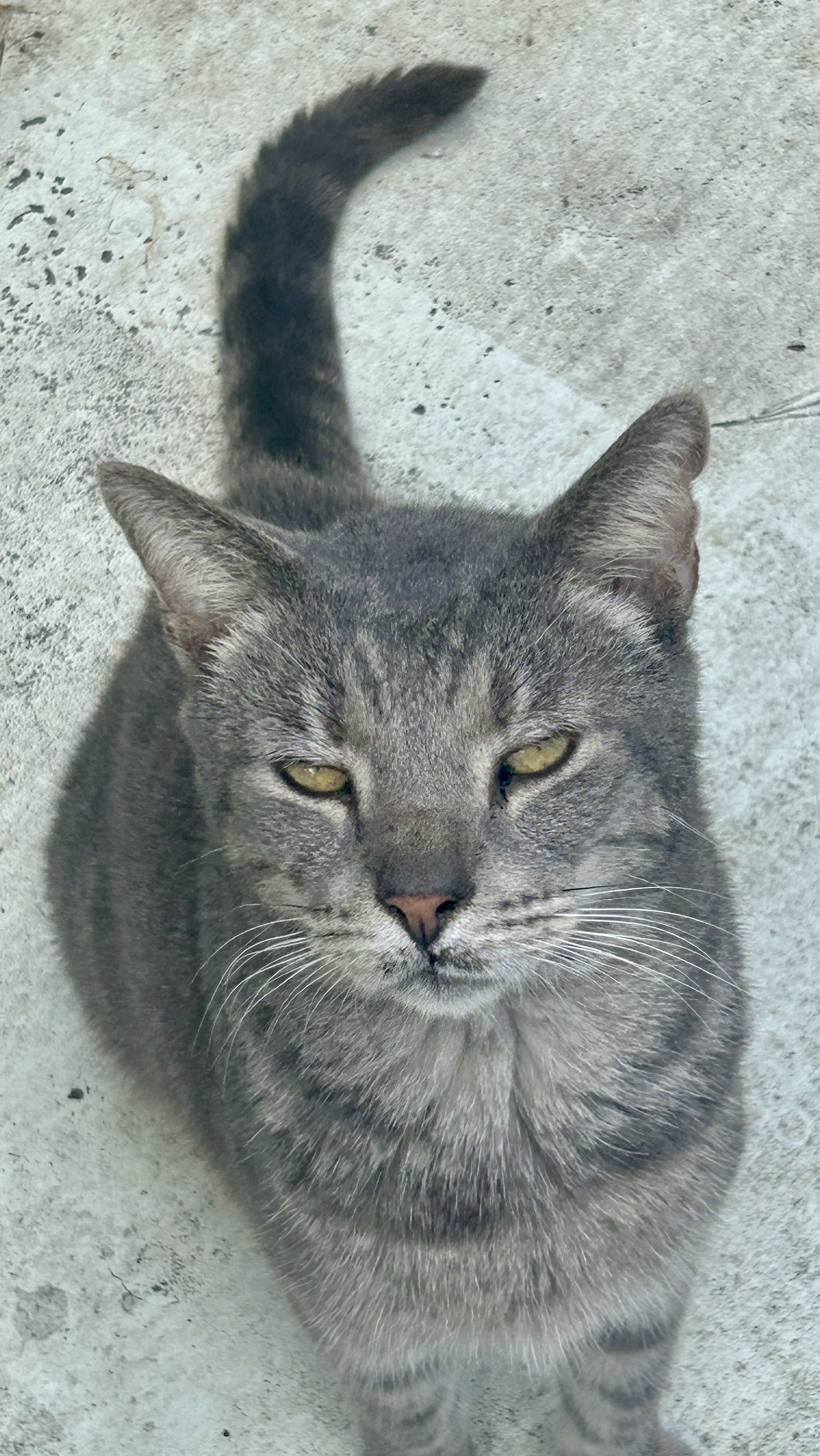 BIG, a Adoptable Domestic Short Hair in Myrtle Beach, SC image 1/3