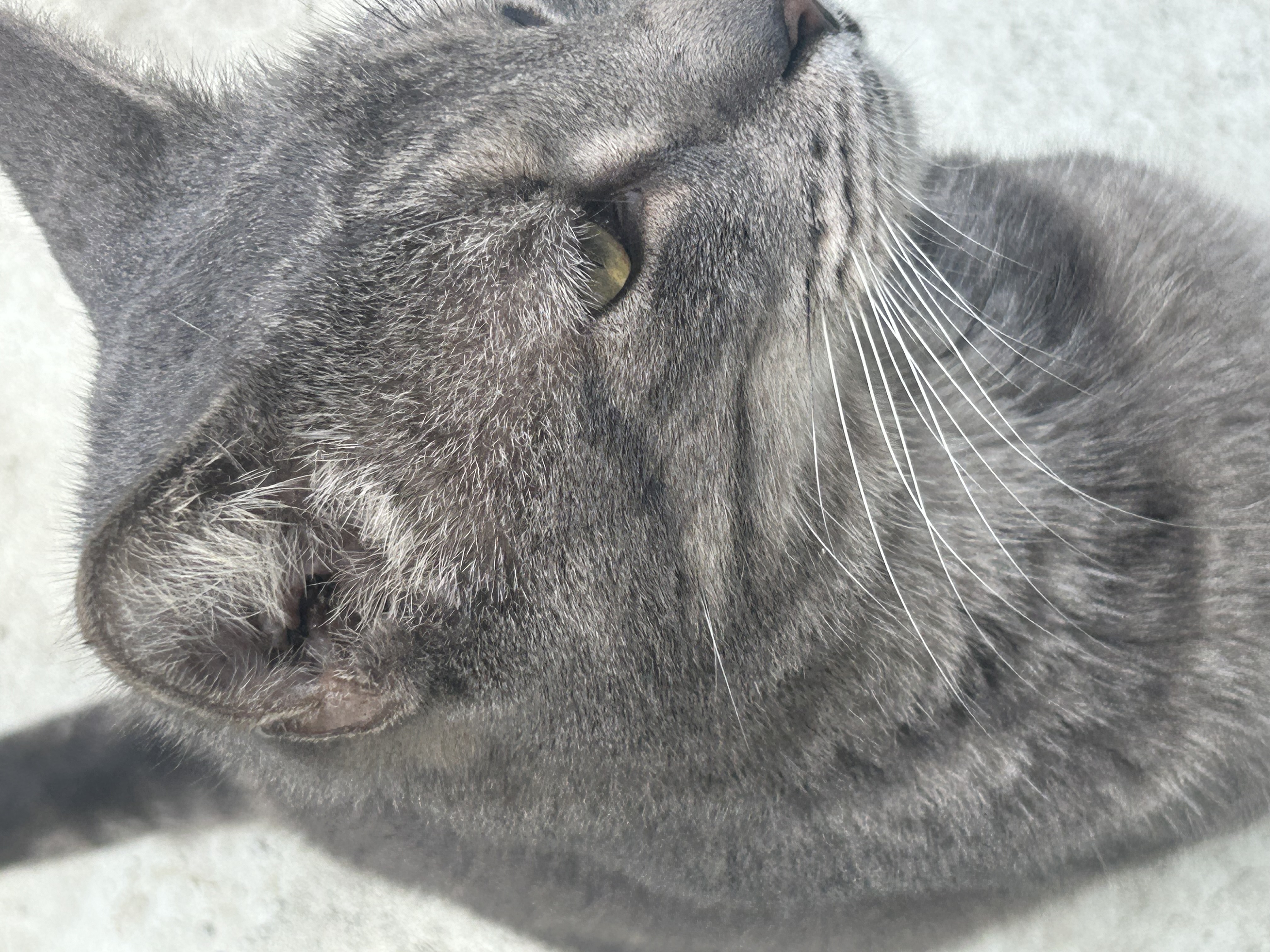 BIG, a Adoptable Domestic Short Hair in Myrtle Beach, SC image 2/3