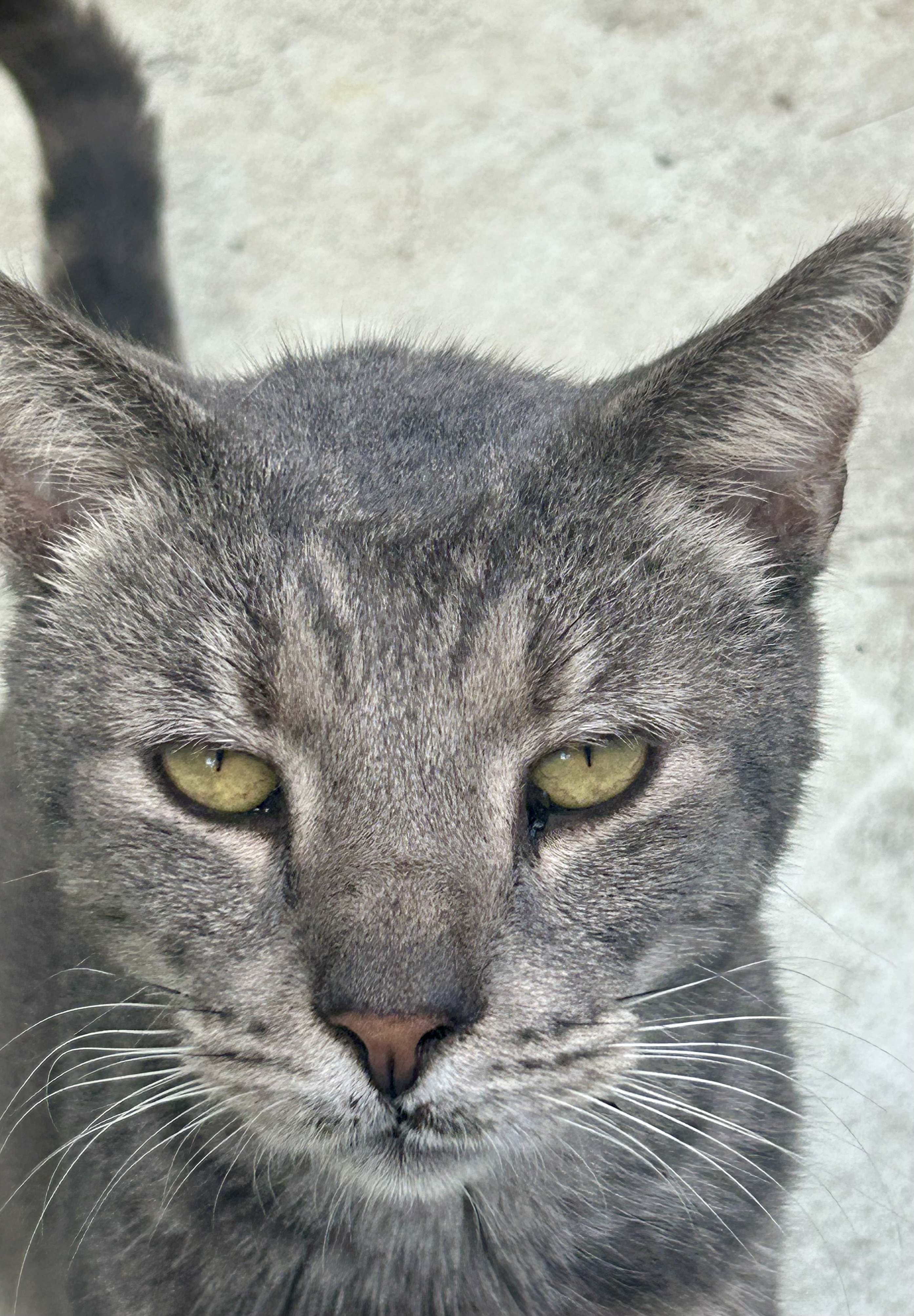 BIG, a Adoptable Domestic Short Hair in Myrtle Beach, SC image 3/3