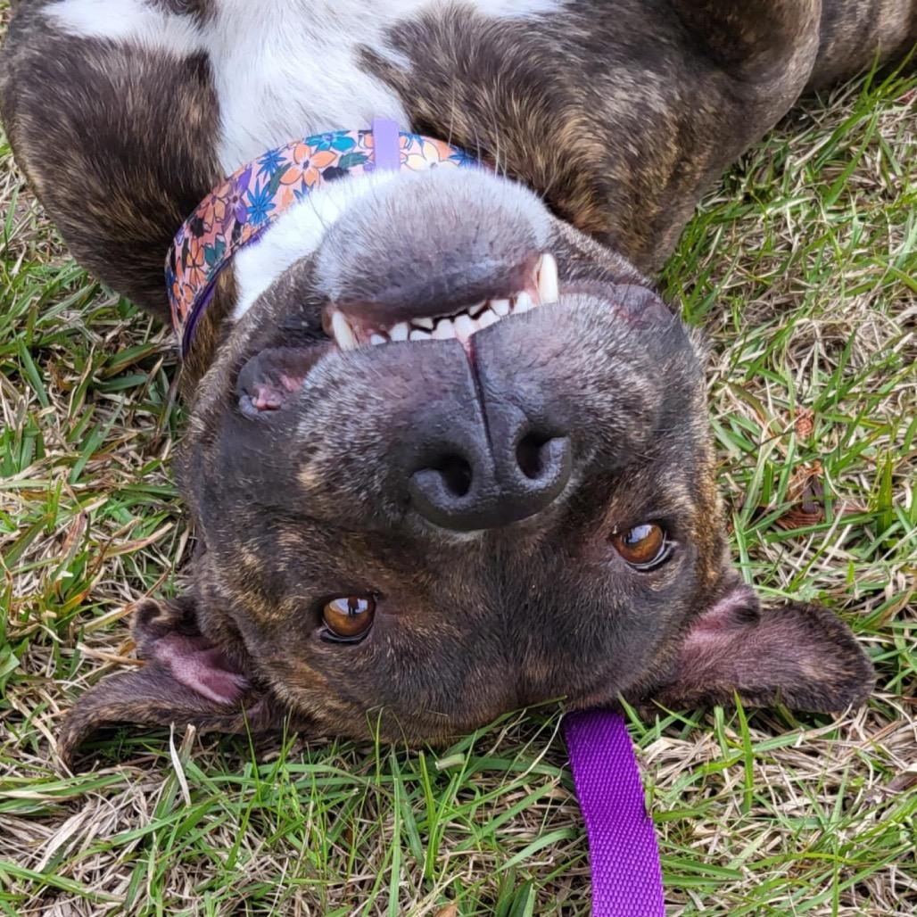 Enlarge Brooklyn, a Adoptable mixed breed in Valdosta , GA image 2/6