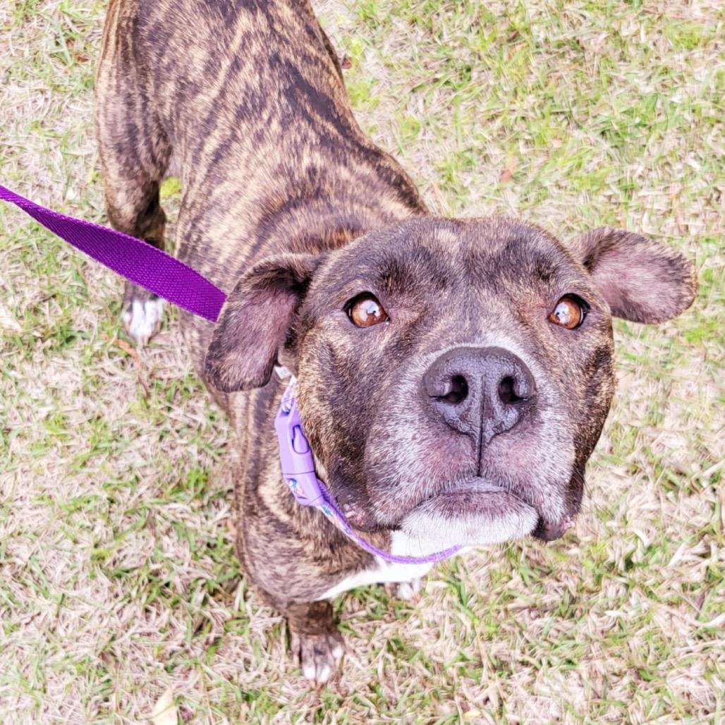 Enlarge Brooklyn, a Adoptable mixed breed in Valdosta , GA image 3/6