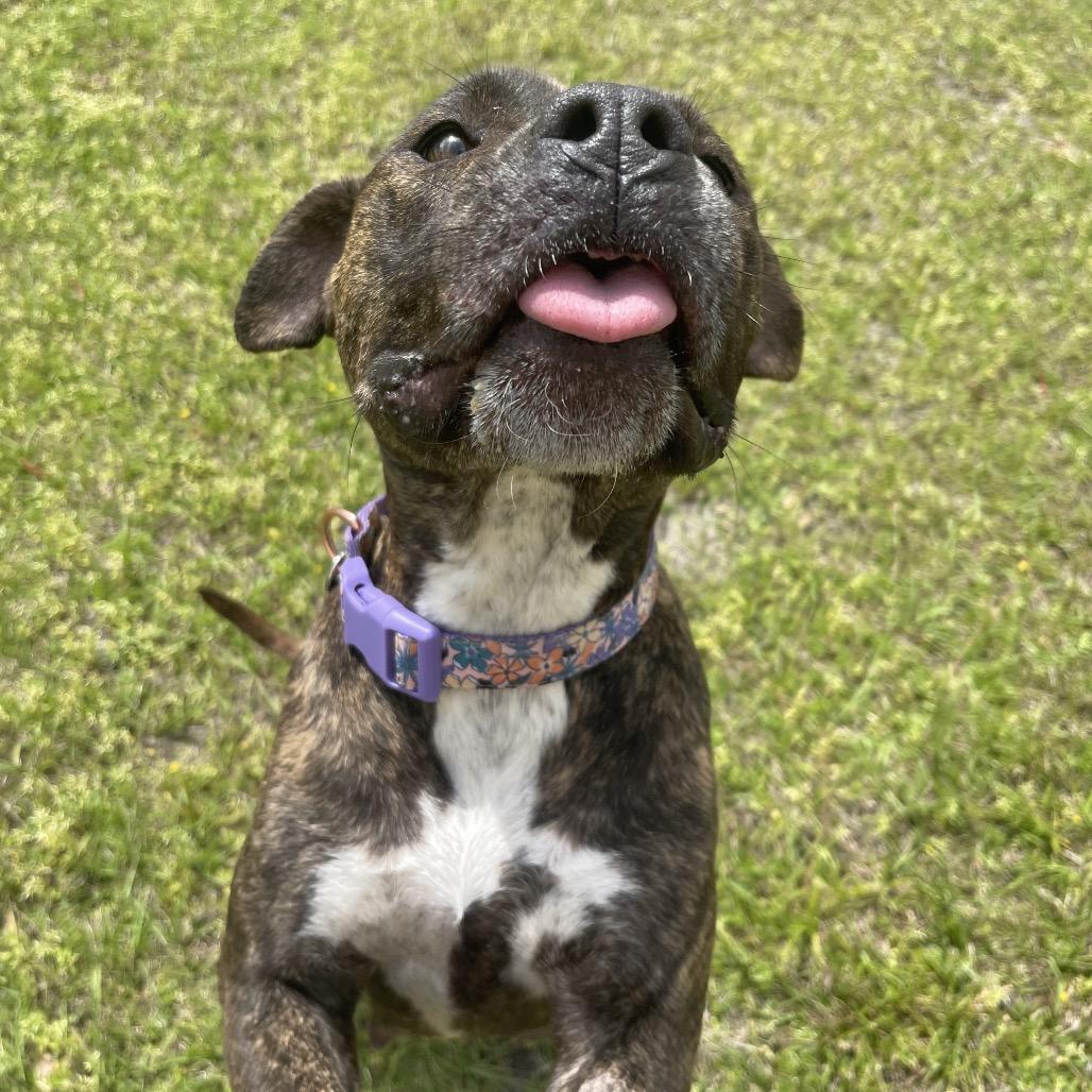 Enlarge Brooklyn, a Adoptable mixed breed in Valdosta , GA image 4/6