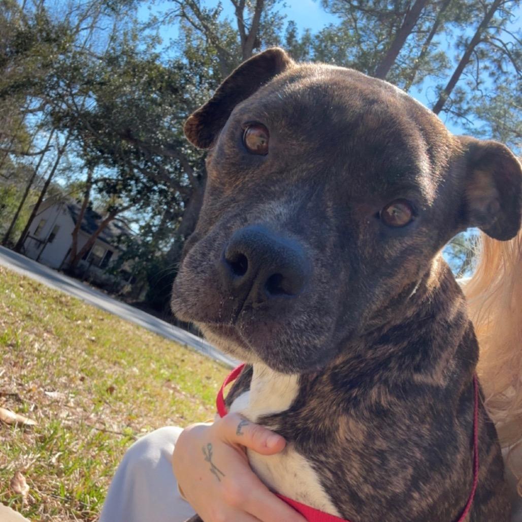 Enlarge Brooklyn, a Adoptable mixed breed in Valdosta , GA image 6/6