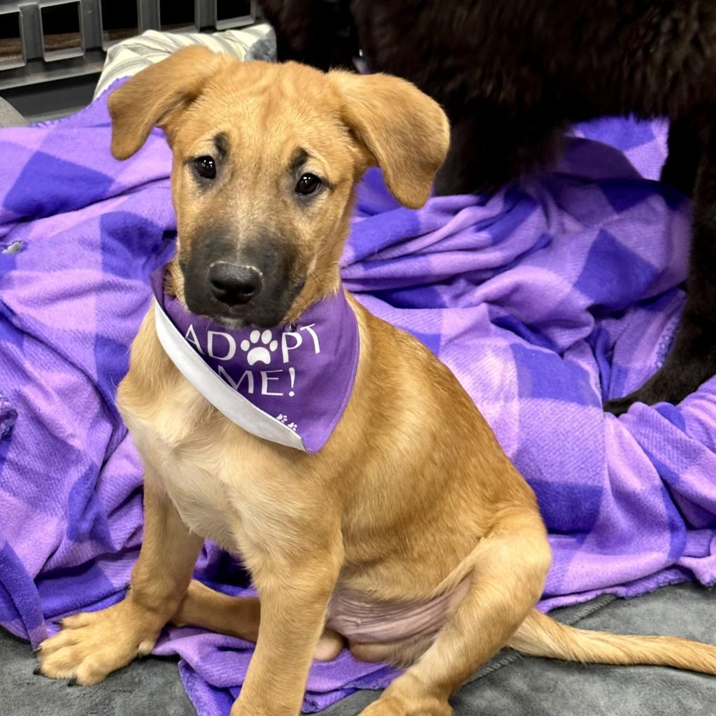 Enlarge Gallagher, a Adoptable Mixed Breed in Dallas, TX image 1/2