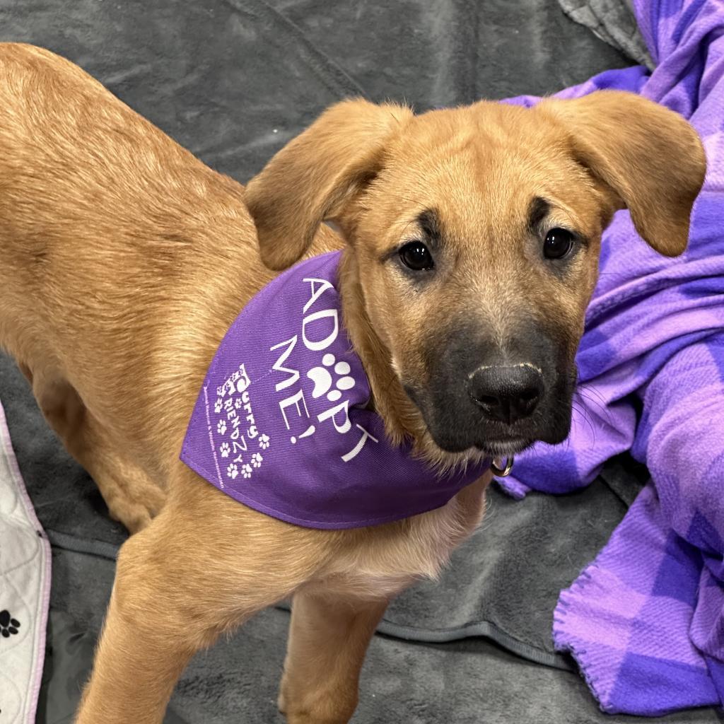 Enlarge Gallagher, a Adoptable Mixed Breed in Dallas, TX image 2/2