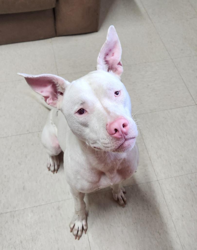 Elsa, Adoptable, Young Female Staffordshire Bull Terrier & Mixed Breed.