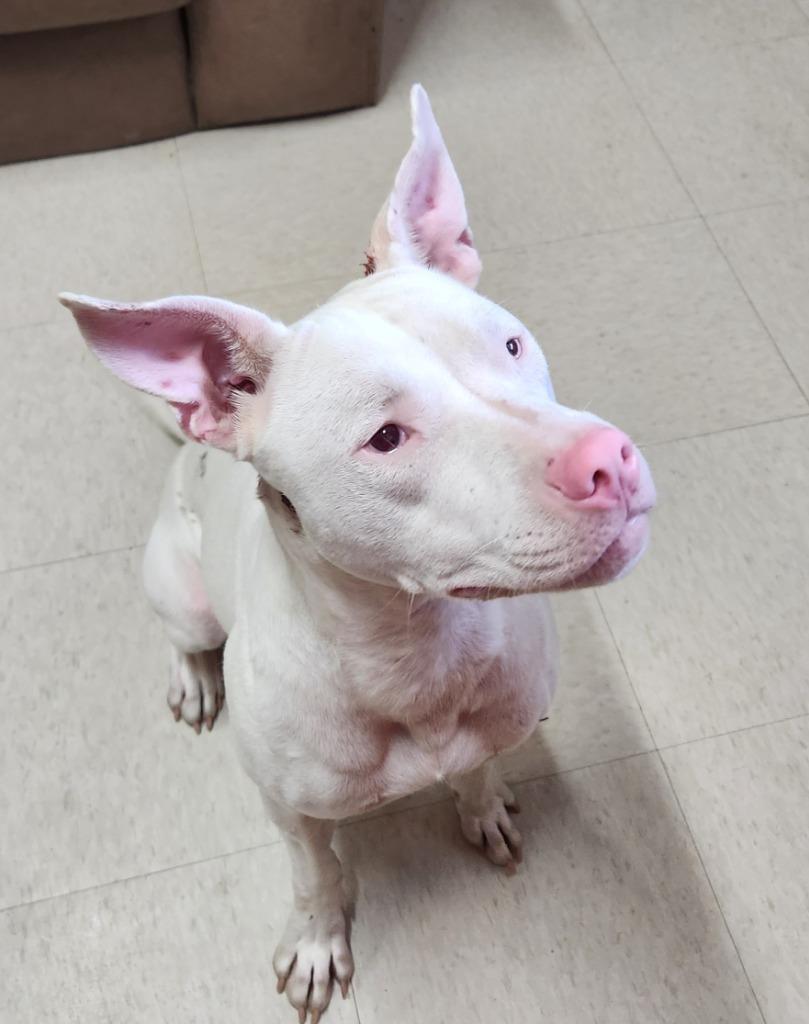Enlarge Elsa, a Adoptable mixed breed in Fayetteville, TN image 2/2
