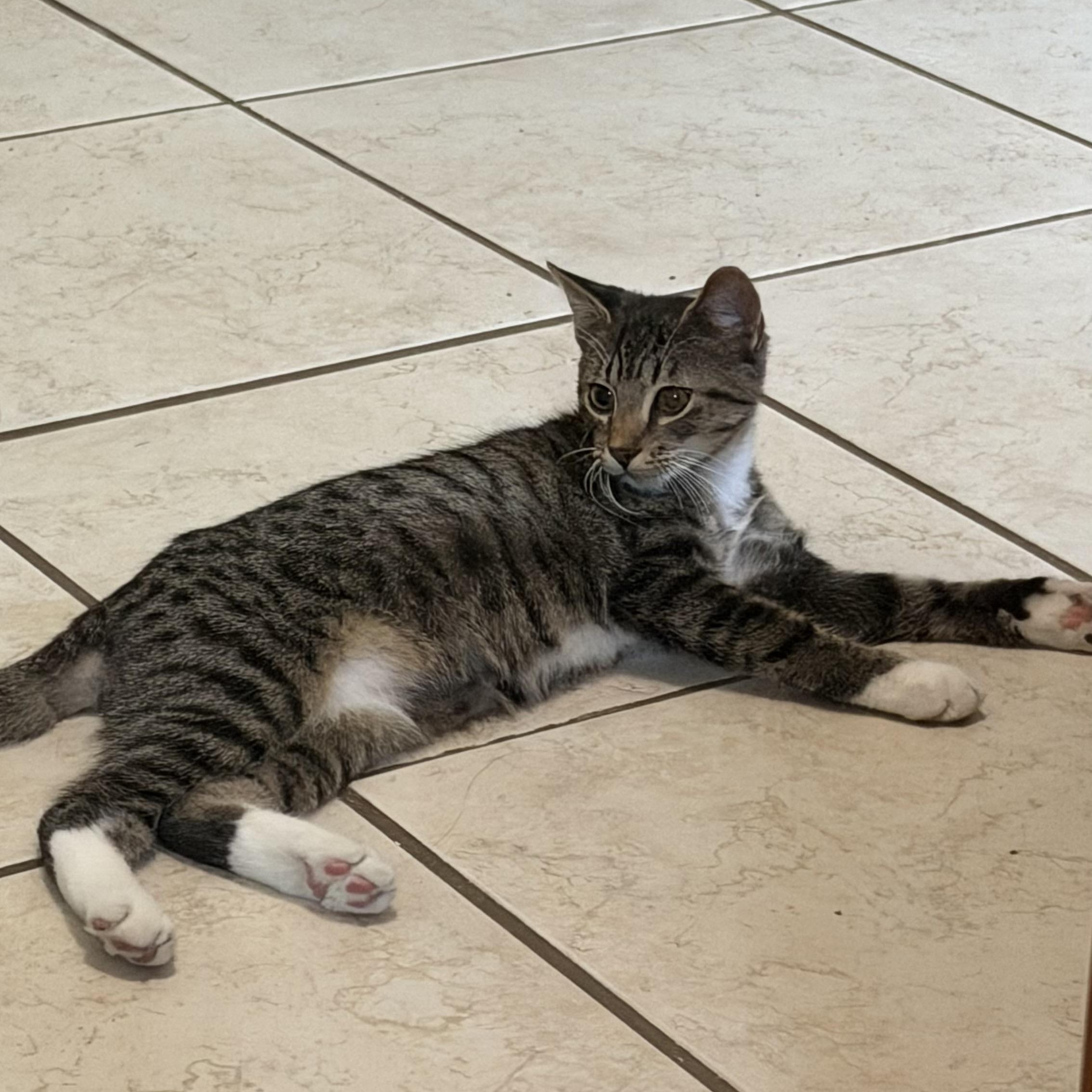 Enlarge Biscuit, a Adoptable Domestic Short Hair in Charlotte, NC image 3/6