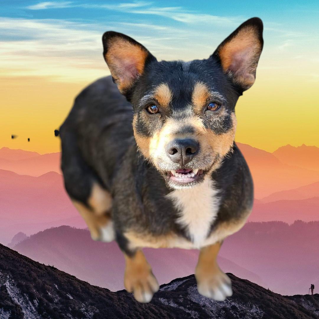 Enlarge Quinn, a Adoptable mixed breed in Selma, CA image 1/4