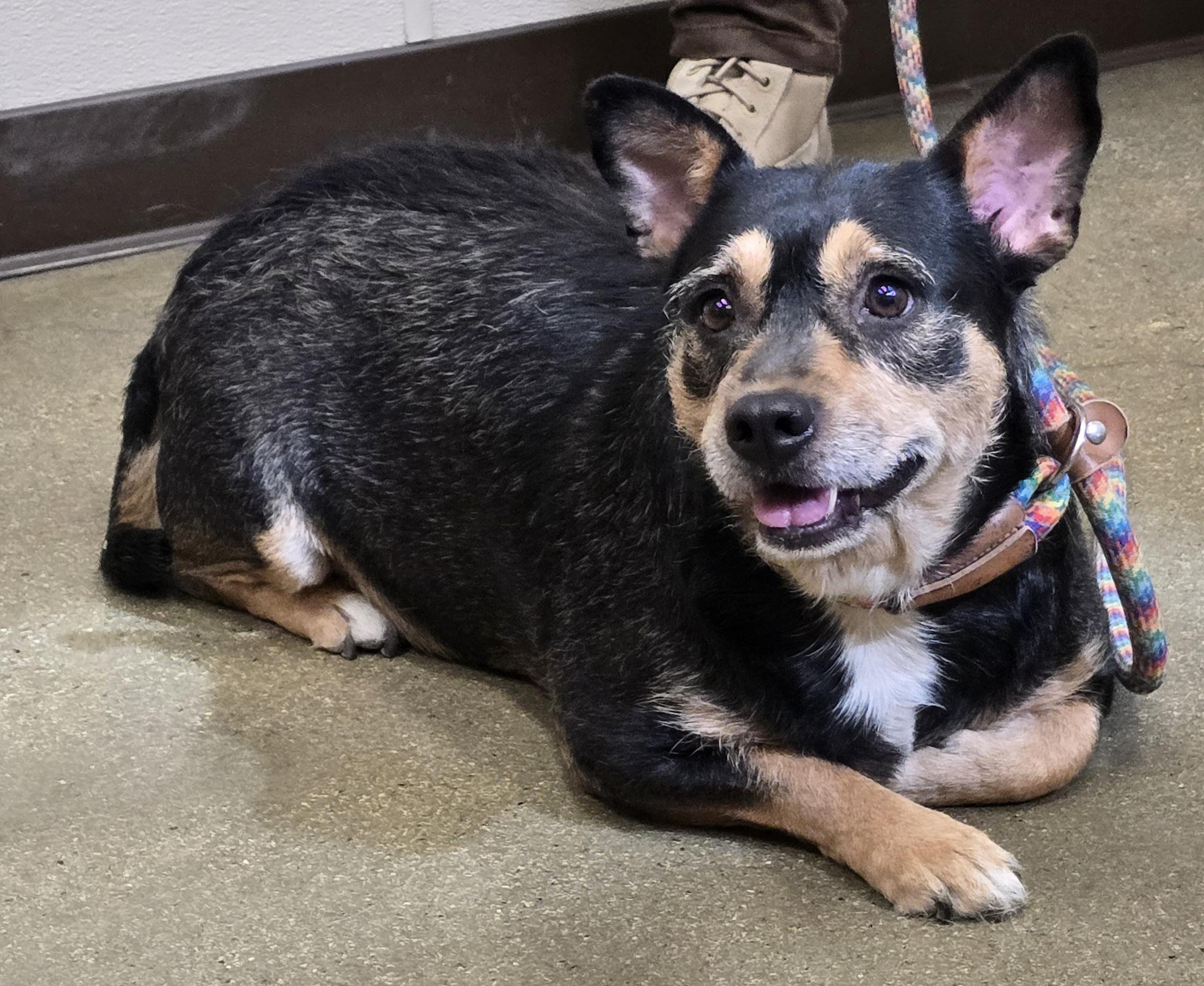 Enlarge Quinn, a Adoptable mixed breed in Selma, CA image 4/5