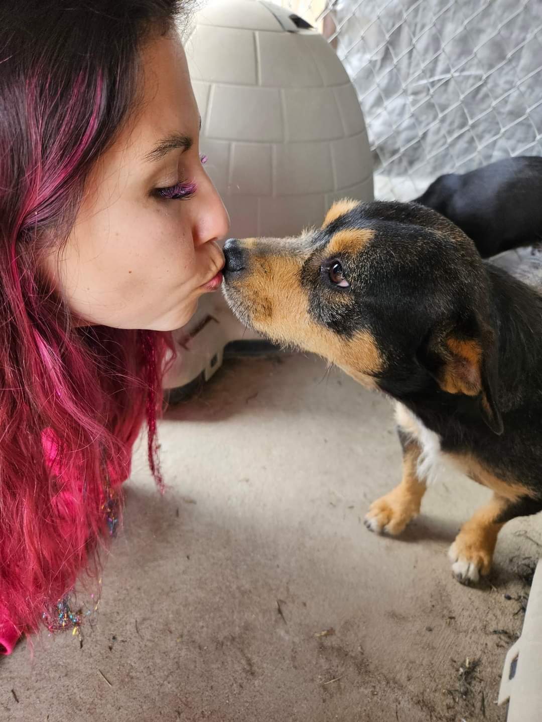 Enlarge Quinn, a Adoptable mixed breed in Selma, CA image 2/4