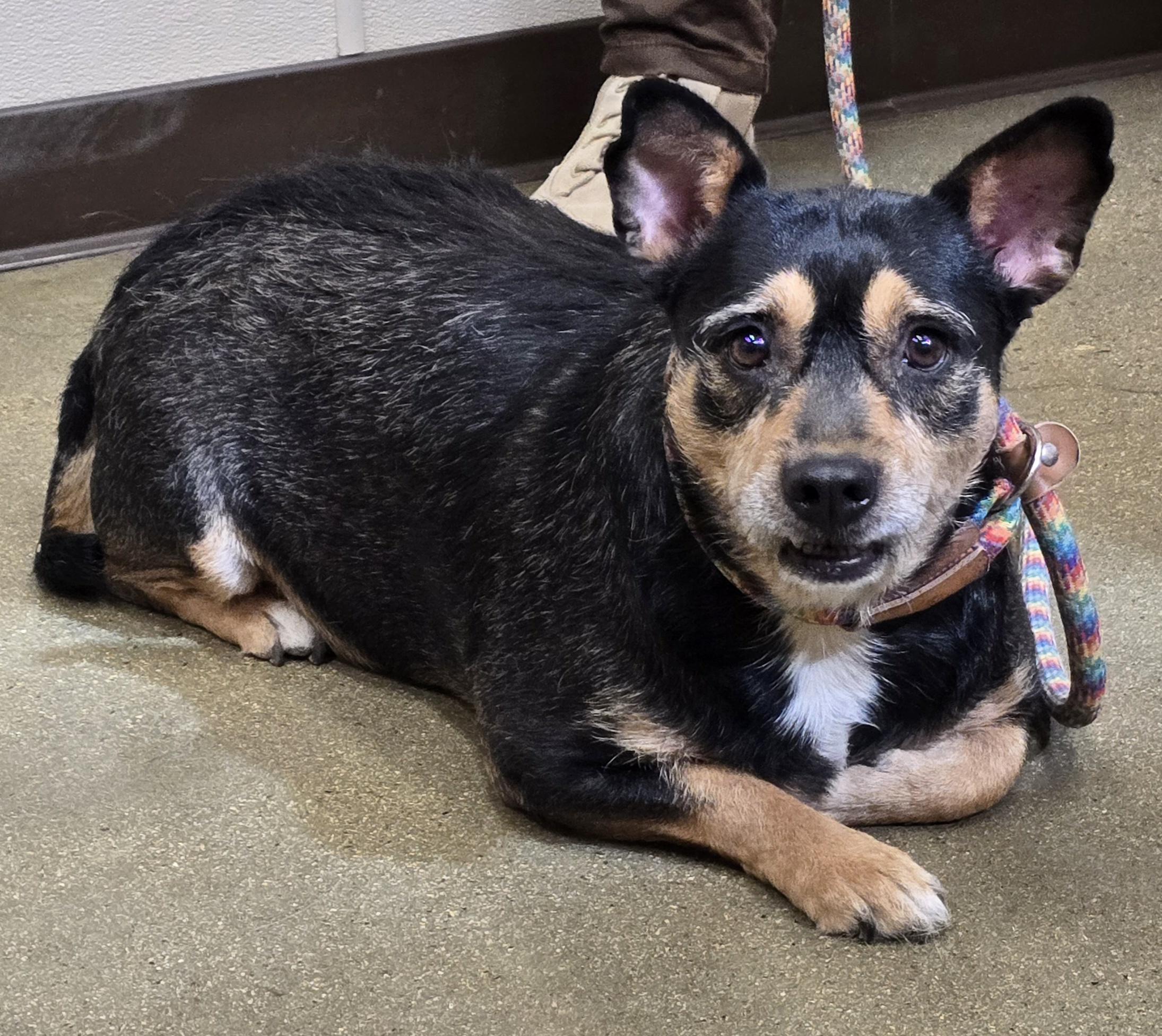 Quinn, Adoptable, Adult Female American Staffordshire Terrier & Manchester Terrier.