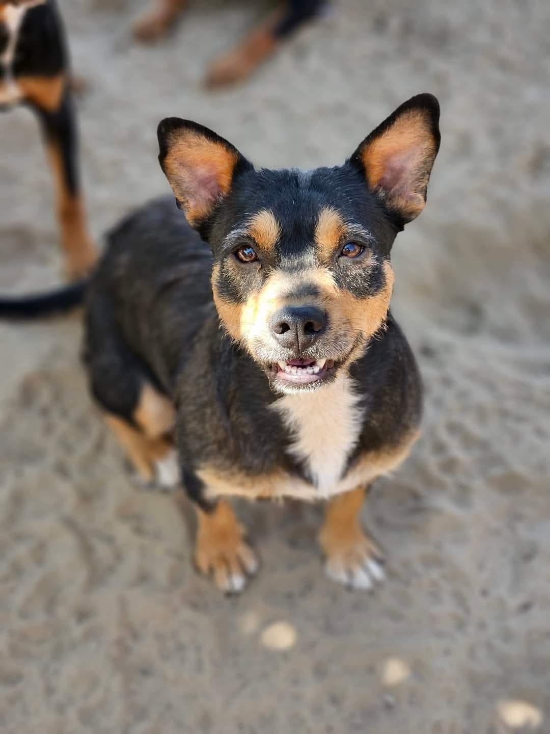 Enlarge Quinn, a Adoptable mixed breed in Selma, CA image 2/4