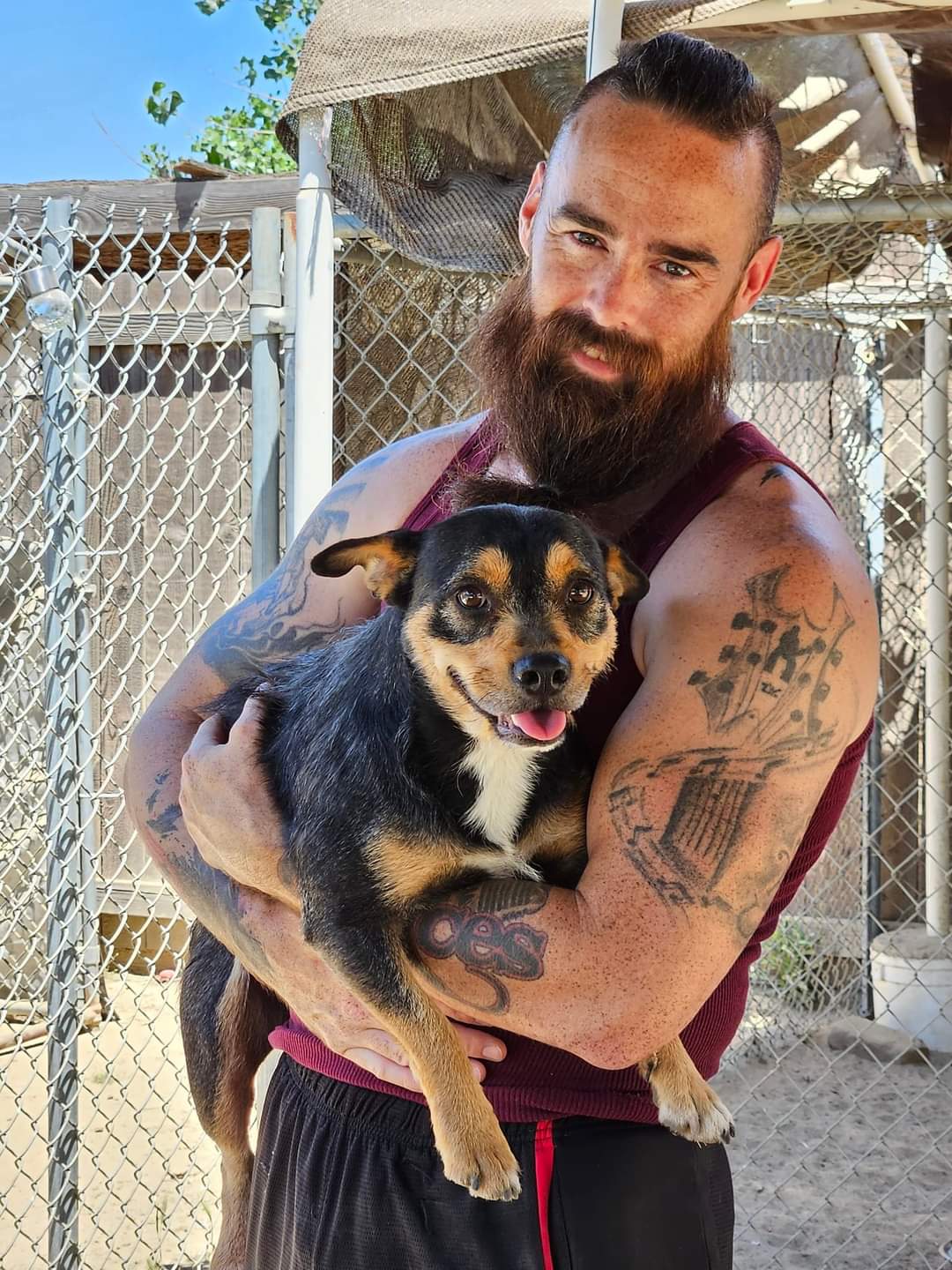 Enlarge Quinn, a Adoptable mixed breed in Selma, CA image 3/4