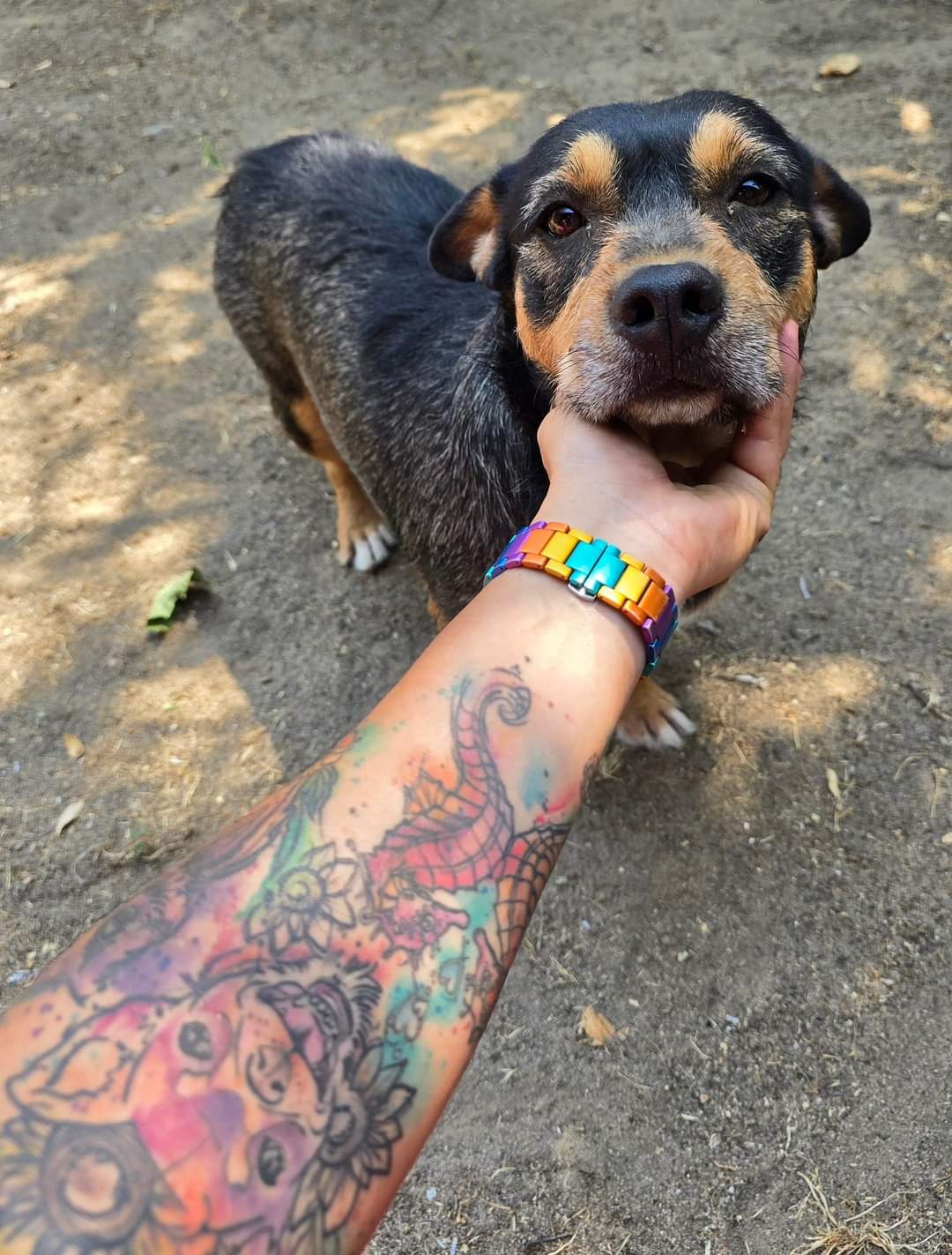 Enlarge Quinn, a Adoptable mixed breed in Selma, CA image 4/4