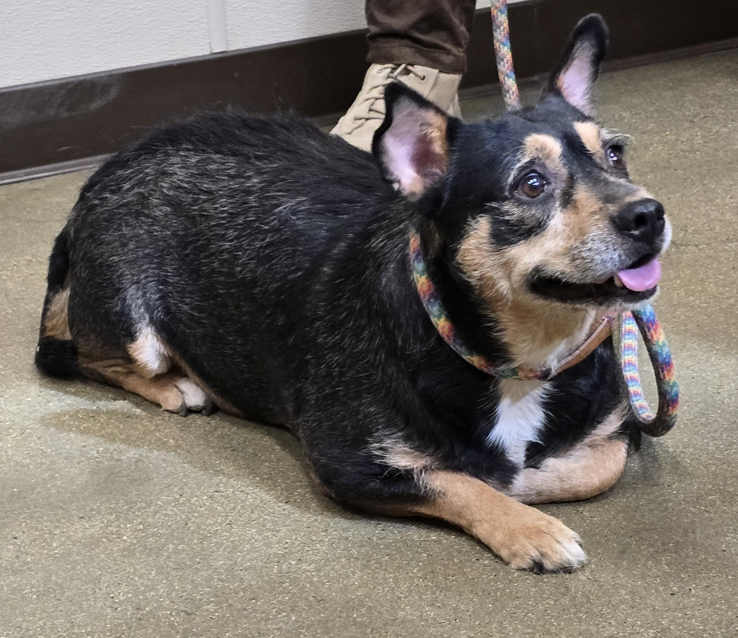Enlarge Quinn, a Adoptable mixed breed in Selma, CA image 5/5