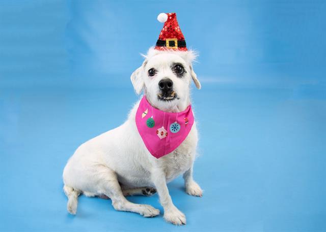 Enlarge SADIE, a Adoptable mixed breed in Colorado Springs, CO image 1/1