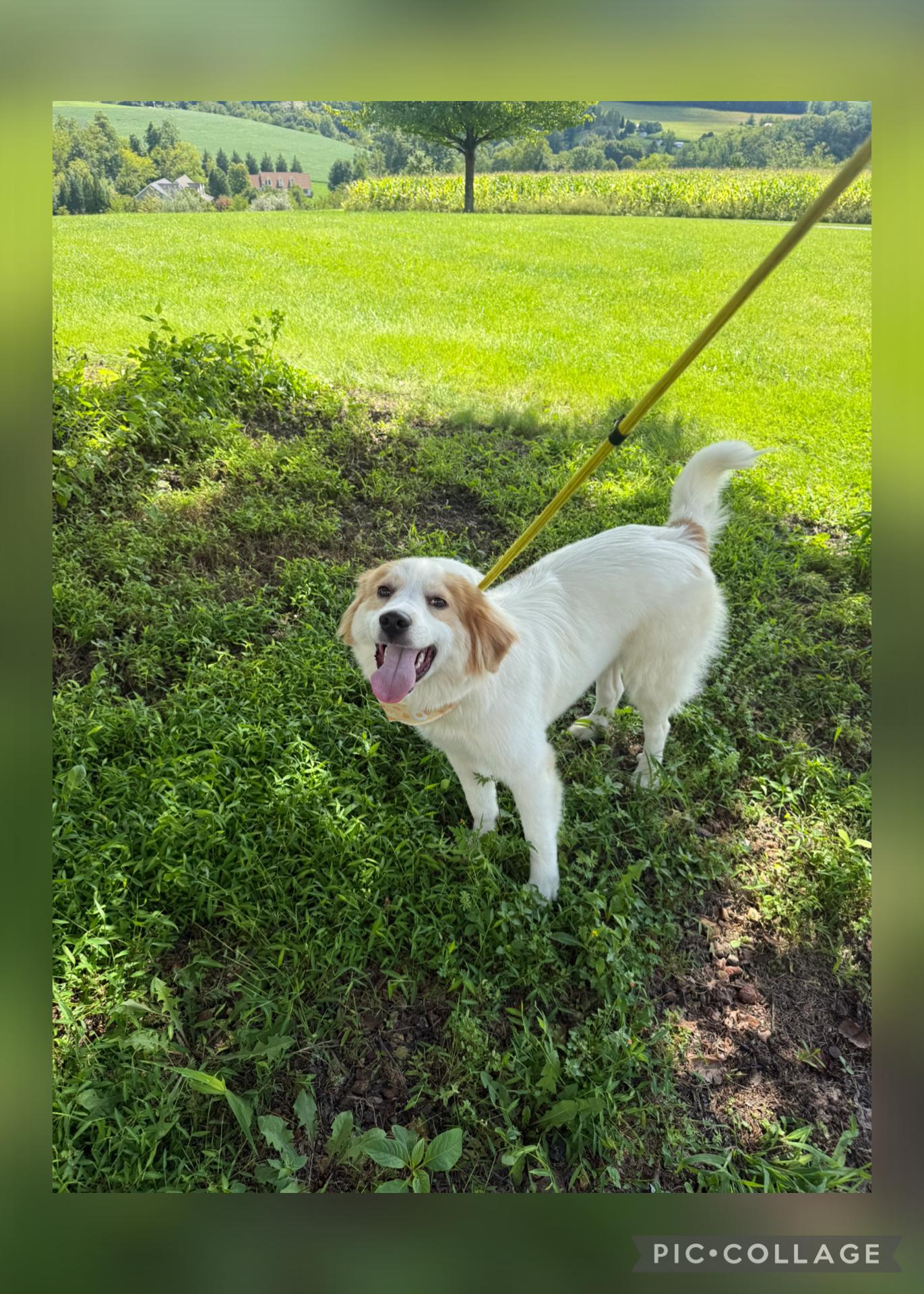 Eva, Adoptable, Young Female Australian Shepherd & Great Pyrenees.