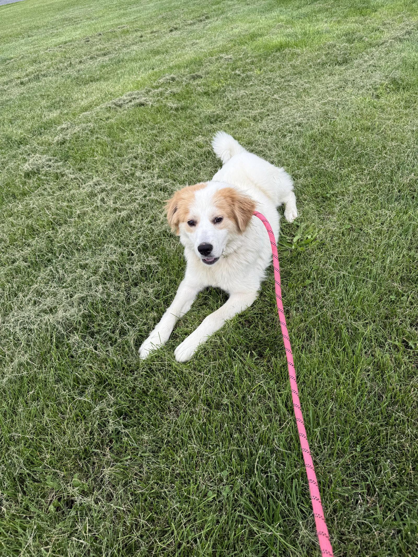Enlarge Eva, a Adoptable mixed breed in Walnutport, PA image 2/2