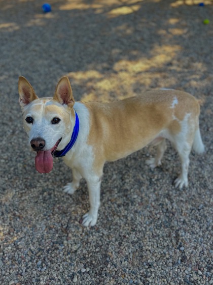 Stormy, Adopted, Senior Male Cattle Dog & Terrier.