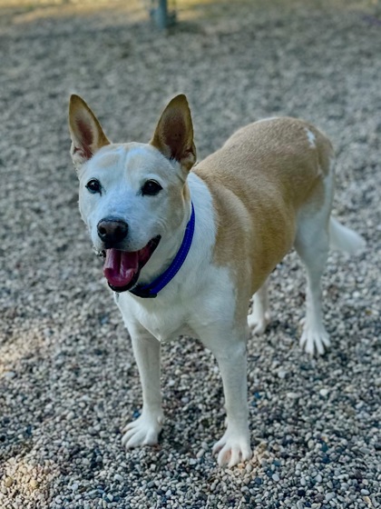 Enlarge Stormy, a Adopted mixed breed in Wautoma, WI image 2/3