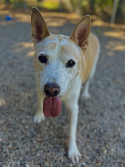 Enlarge Stormy, a Adopted mixed breed in Wautoma, WI image 3/3