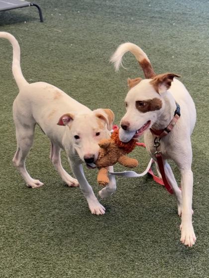 Brown Sugar, Adoptable, Adult Female Mixed Breed & Mixed Breed.