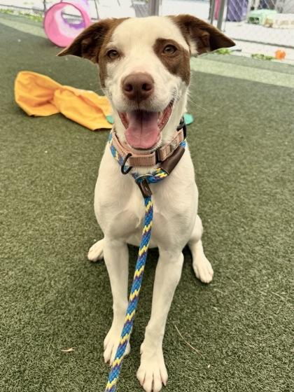 Enlarge Brown Sugar, a Adoptable mixed breed in Madison, NJ image 2/3