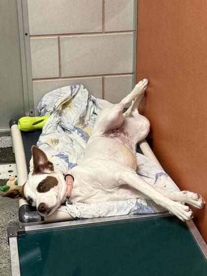 Enlarge Brown Sugar, a Adoptable mixed breed in Madison, NJ image 3/3