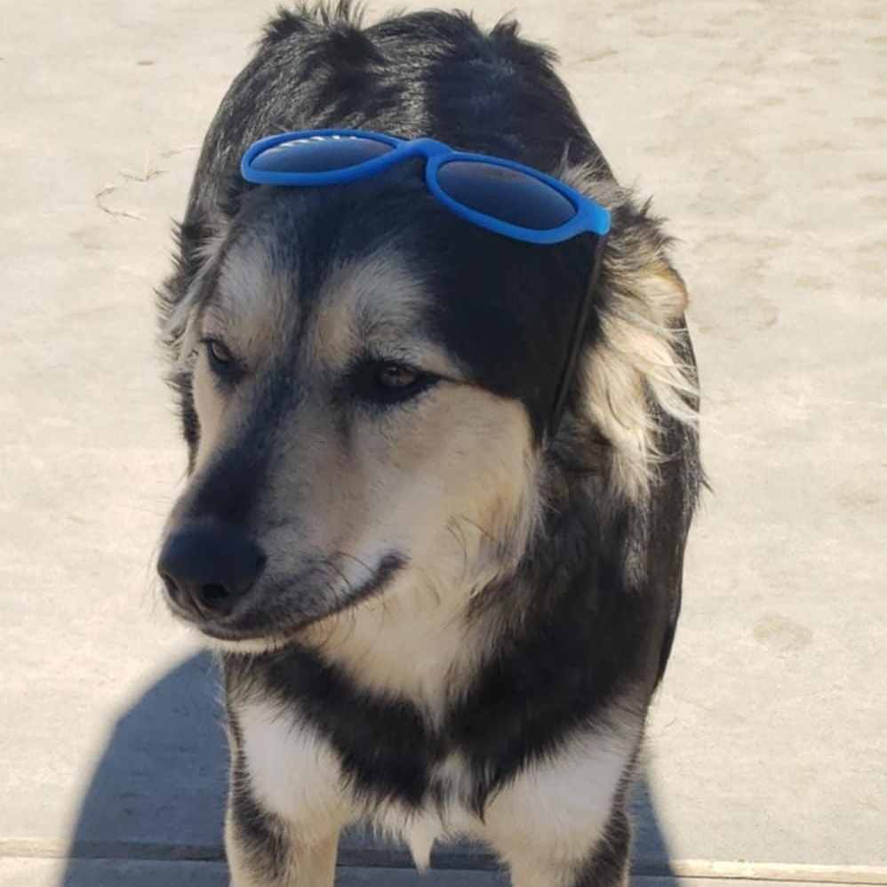 Enlarge Shadow, a Adoptable mixed breed in Pasco, WA image 2/5