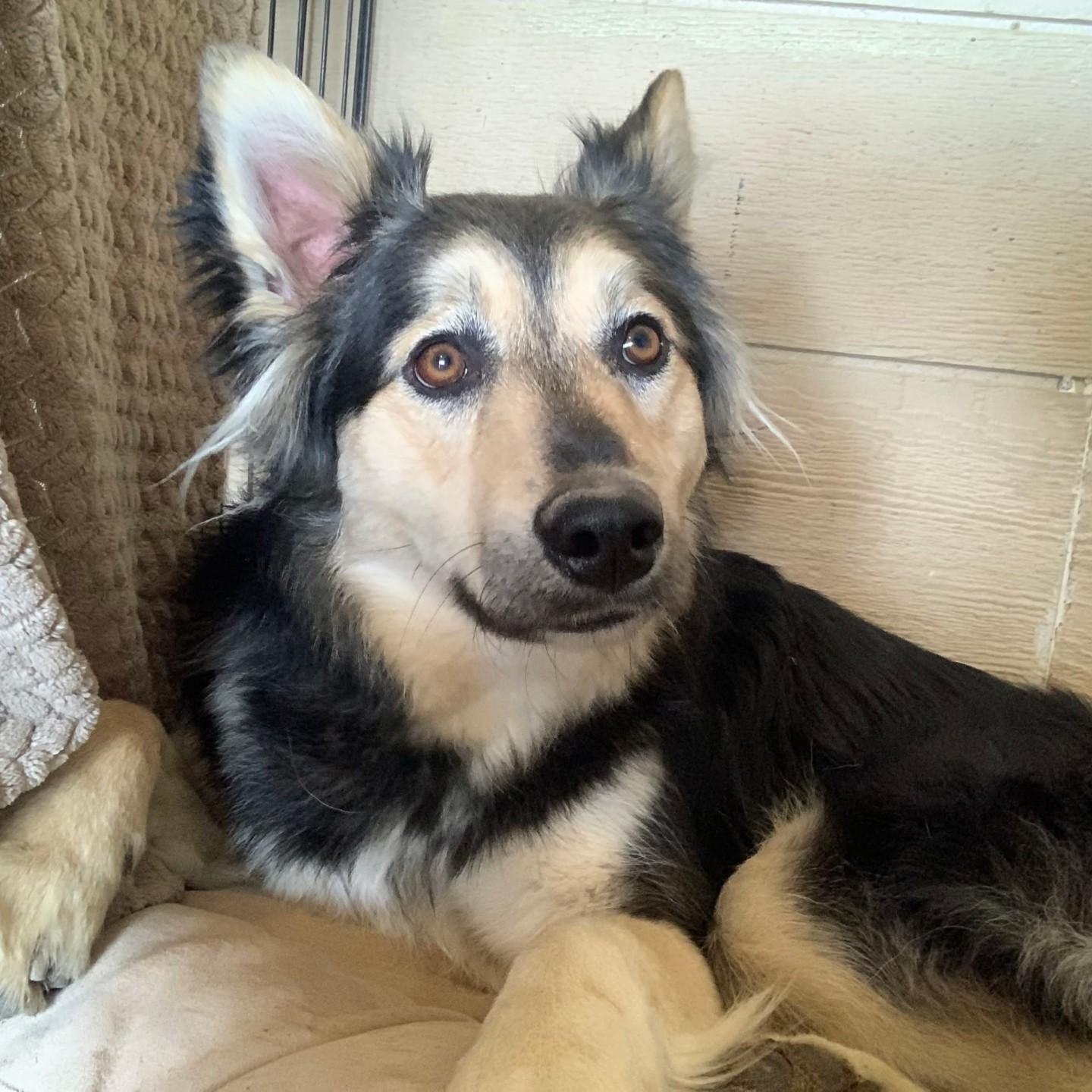 Enlarge Shadow, a Adoptable mixed breed in Pasco, WA image 1/5