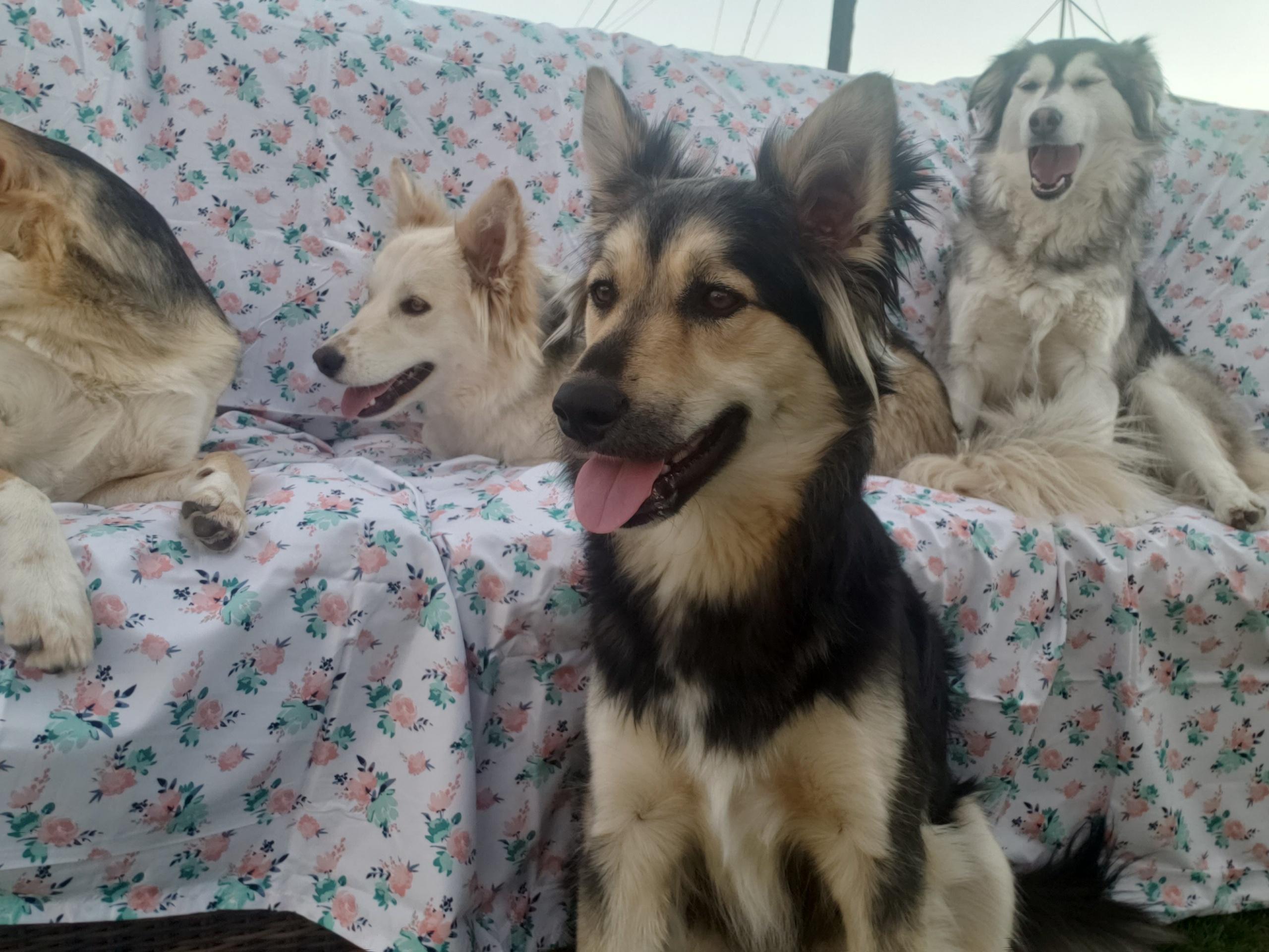 Enlarge Shadow, a Adoptable mixed breed in Pasco, WA image 3/5