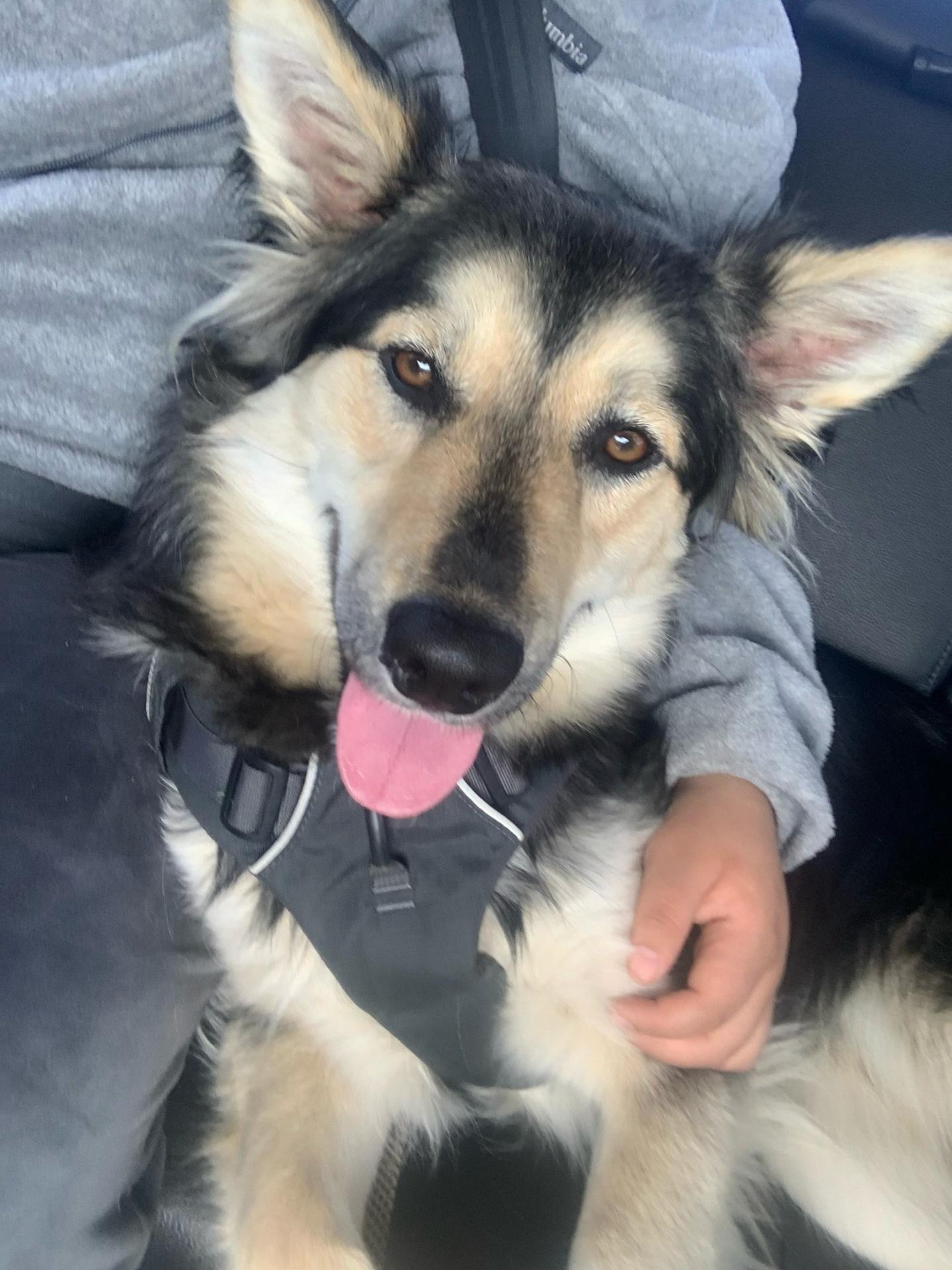 Enlarge Shadow, a Adoptable mixed breed in Pasco, WA image 4/5