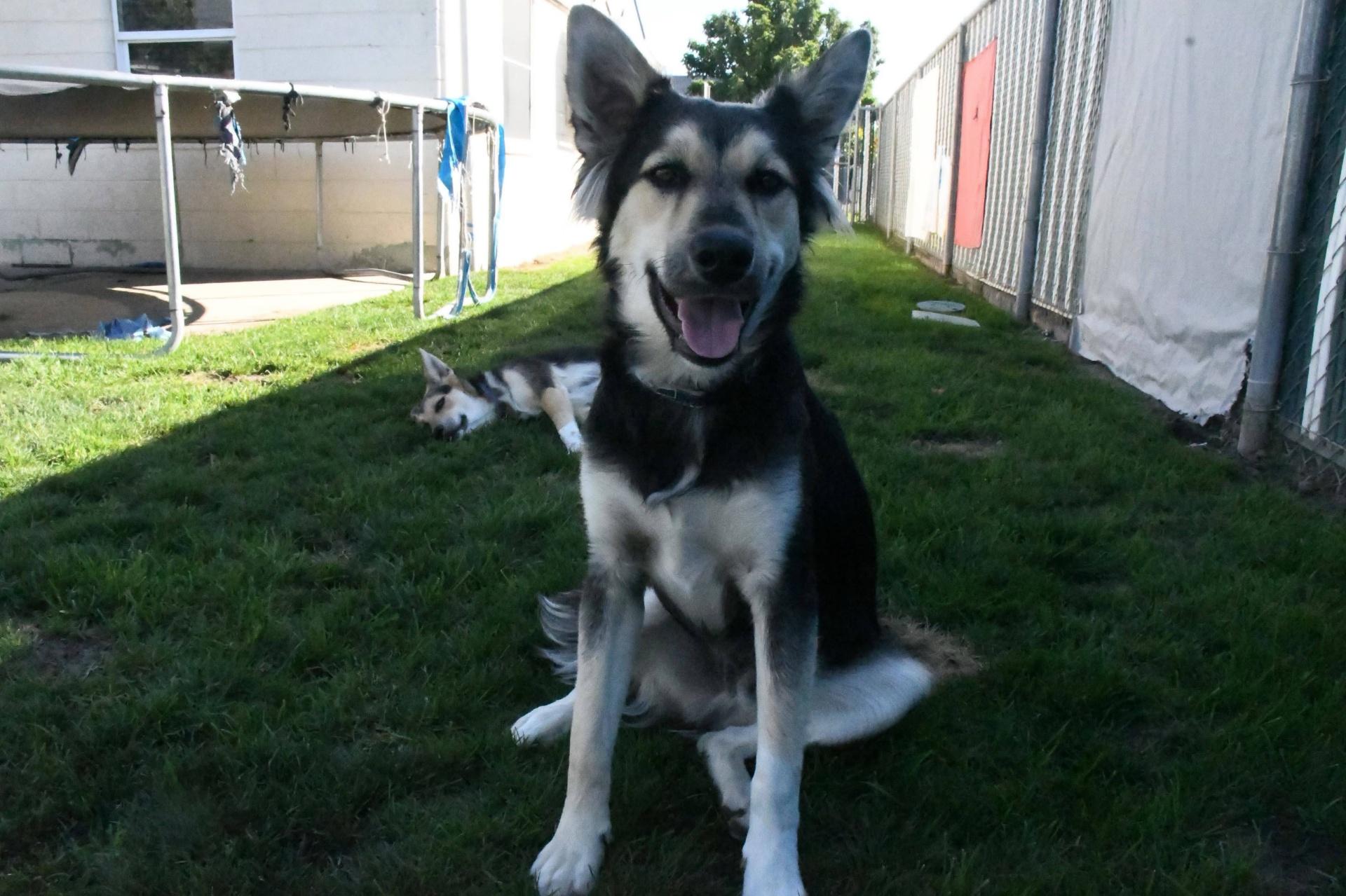 Enlarge Shadow, a Adoptable mixed breed in Pasco, WA image 5/5