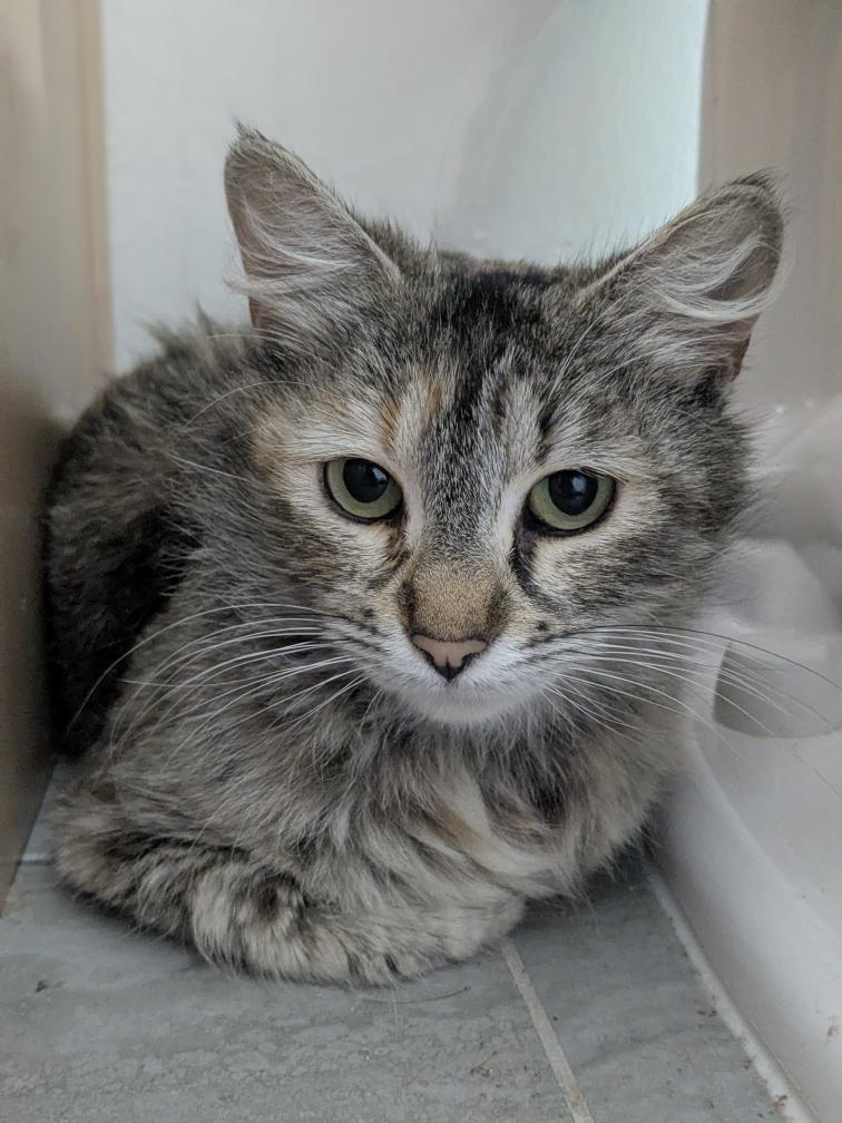 Isabel, Adult Female Siberian