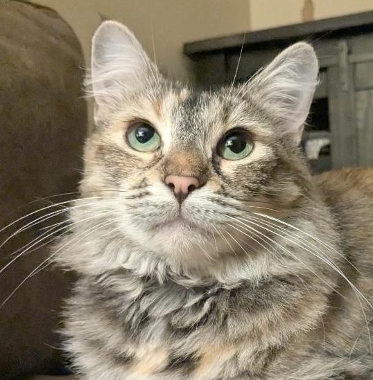 Isabel, an adoptable Siberian in Santa Ana, CA, 92705 | Photo Image 1