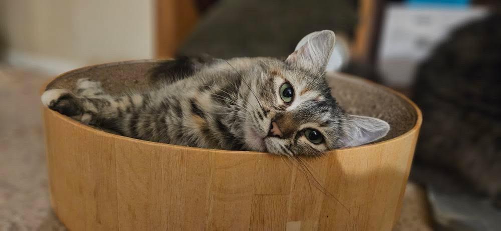 Isabel, an adoptable Siberian in Santa Ana, CA, 92705 | Photo Image 3