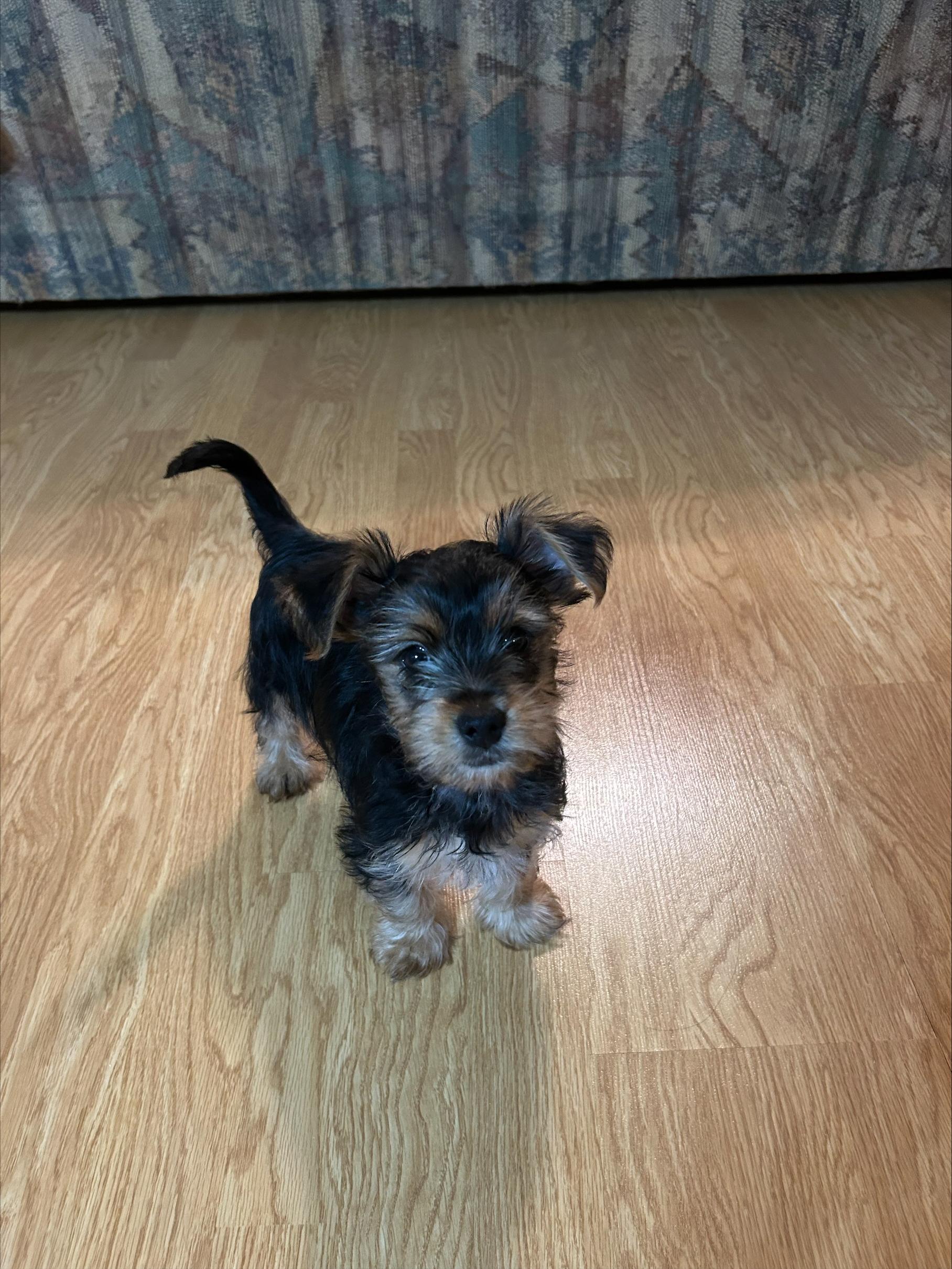 Bear, ADOPTABLE, Puppy Male Yorkie Poo.