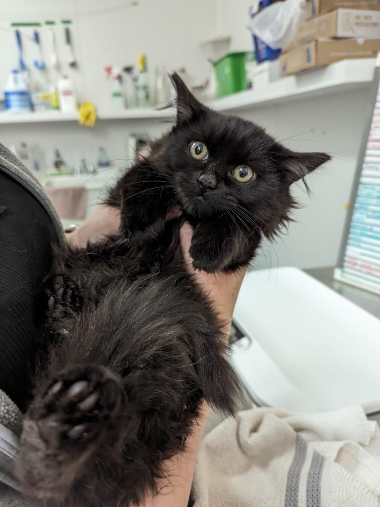 Enlarge Perjury, a Adoptable mixed breed in Richmond, BC image 1/1