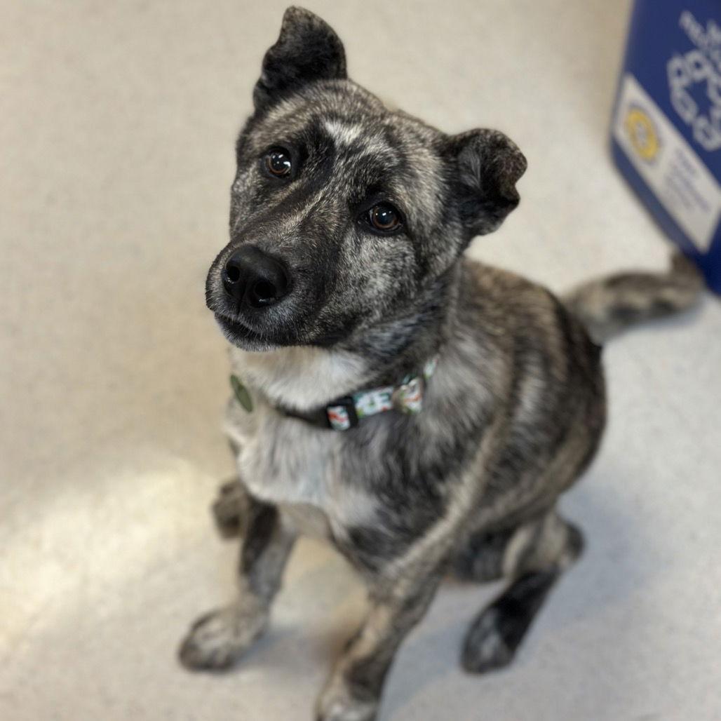 Rascal, Adoptable, Young Male Dutch Shepherd.
