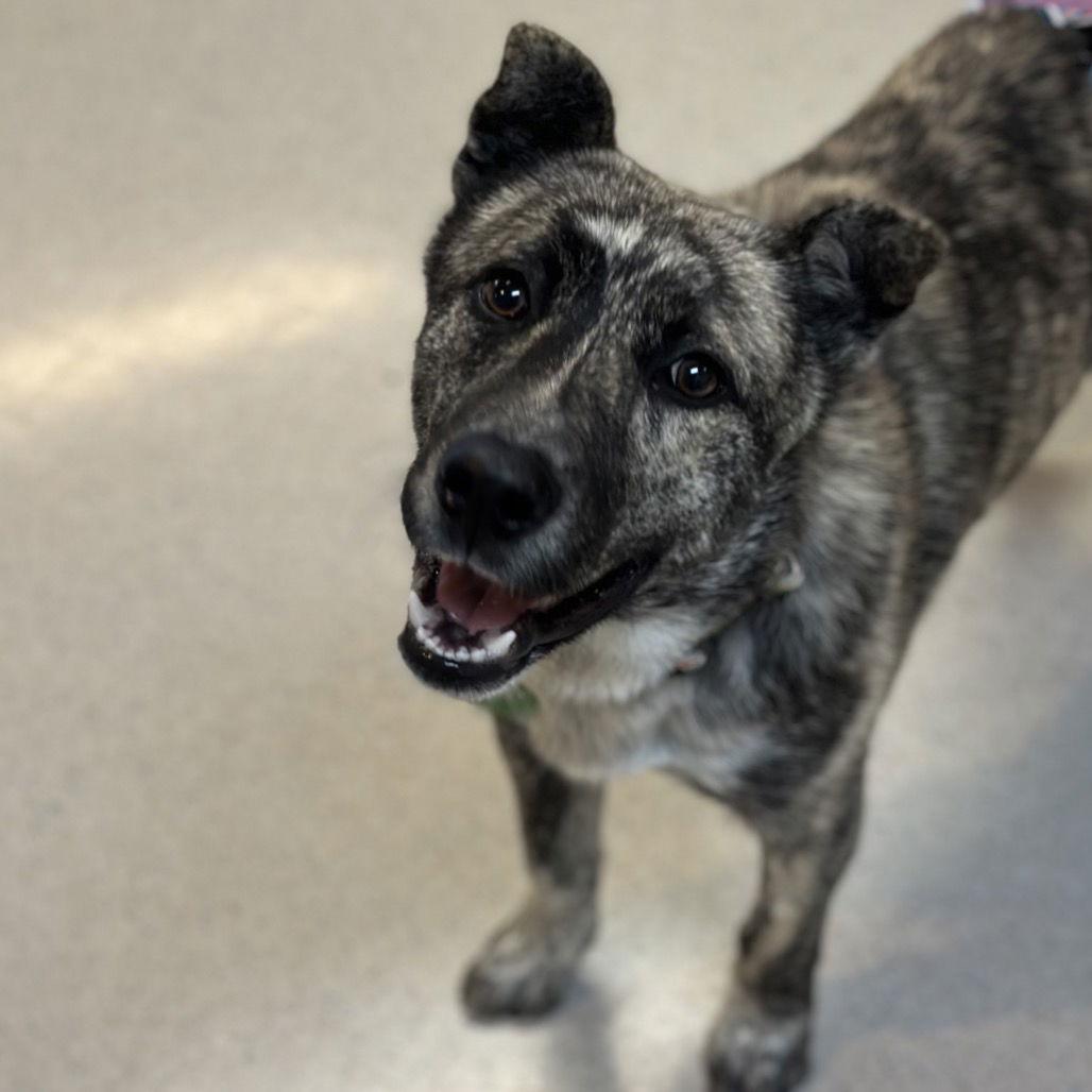 Enlarge Rascal, a Adoptable Dutch Shepherd in Rohnert Park, CA image 2/2
