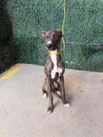 Enlarge 61825681, a Adoptable mixed breed in El Paso, TX image 1/1
