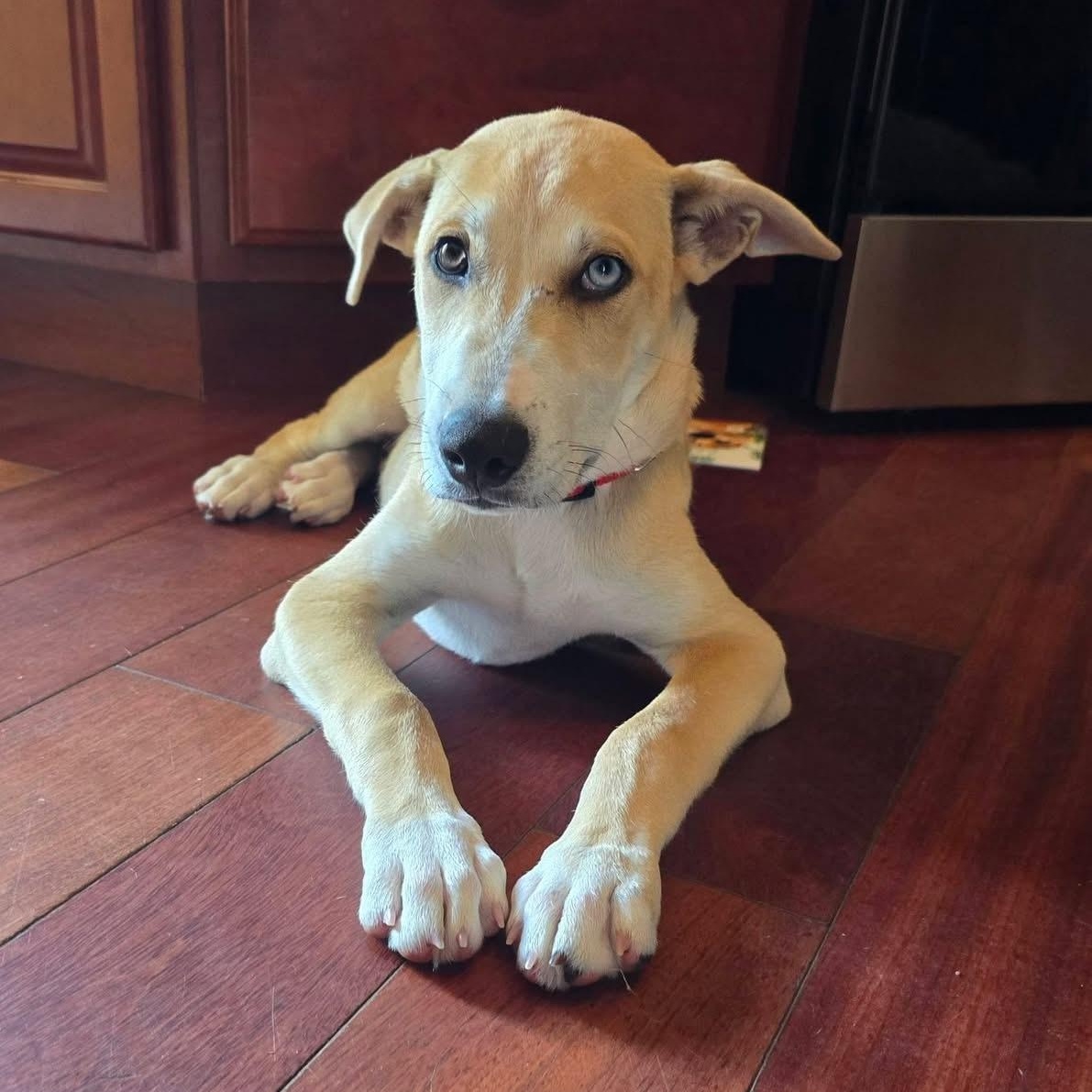 Enlarge Phoenix, a ADOPTABLE mixed breed in Collingswood, NJ image 1/3