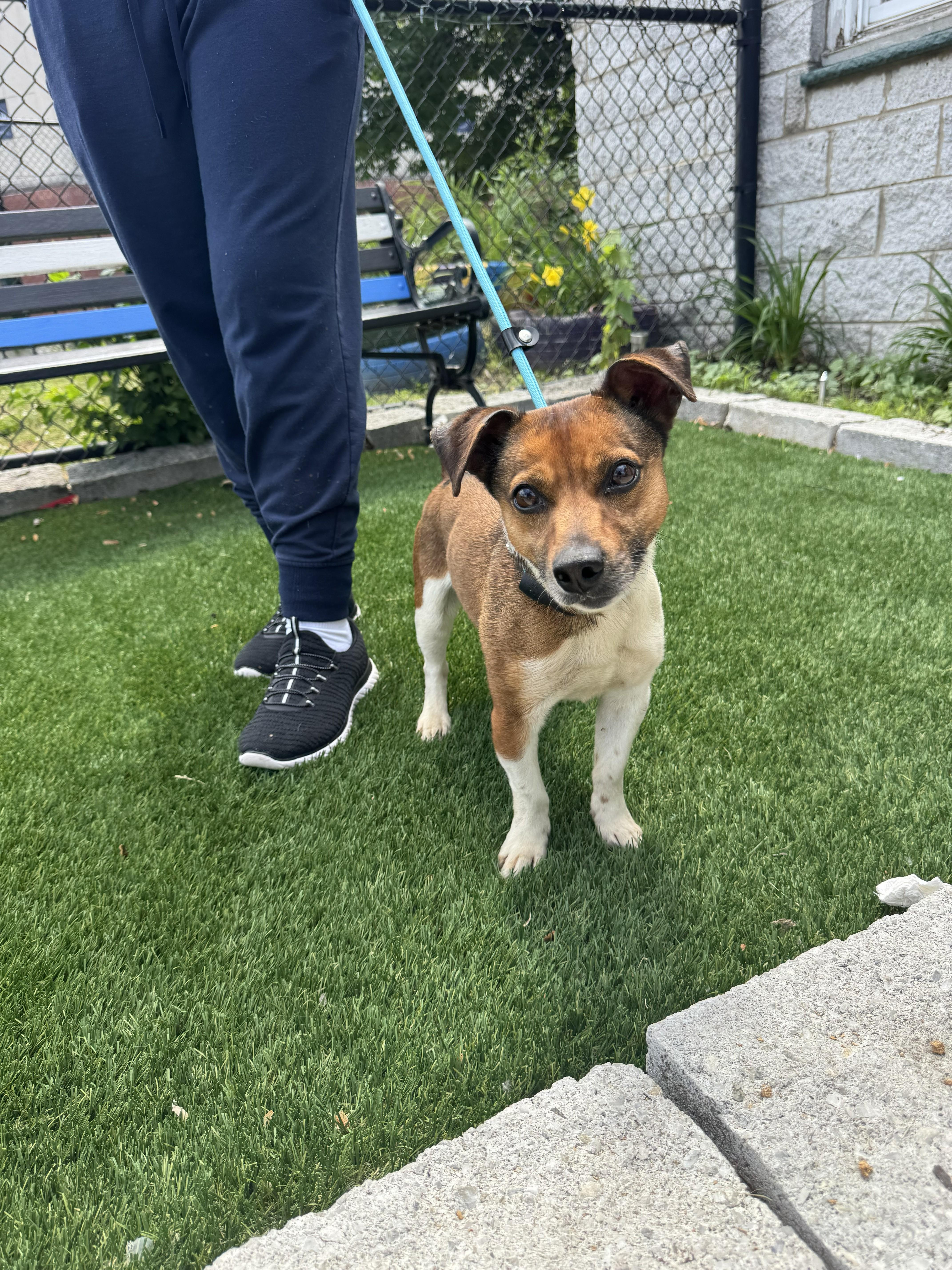 Enlarge Russell, a ADOPTABLE mixed breed in Perth Amboy, NJ image 2/2