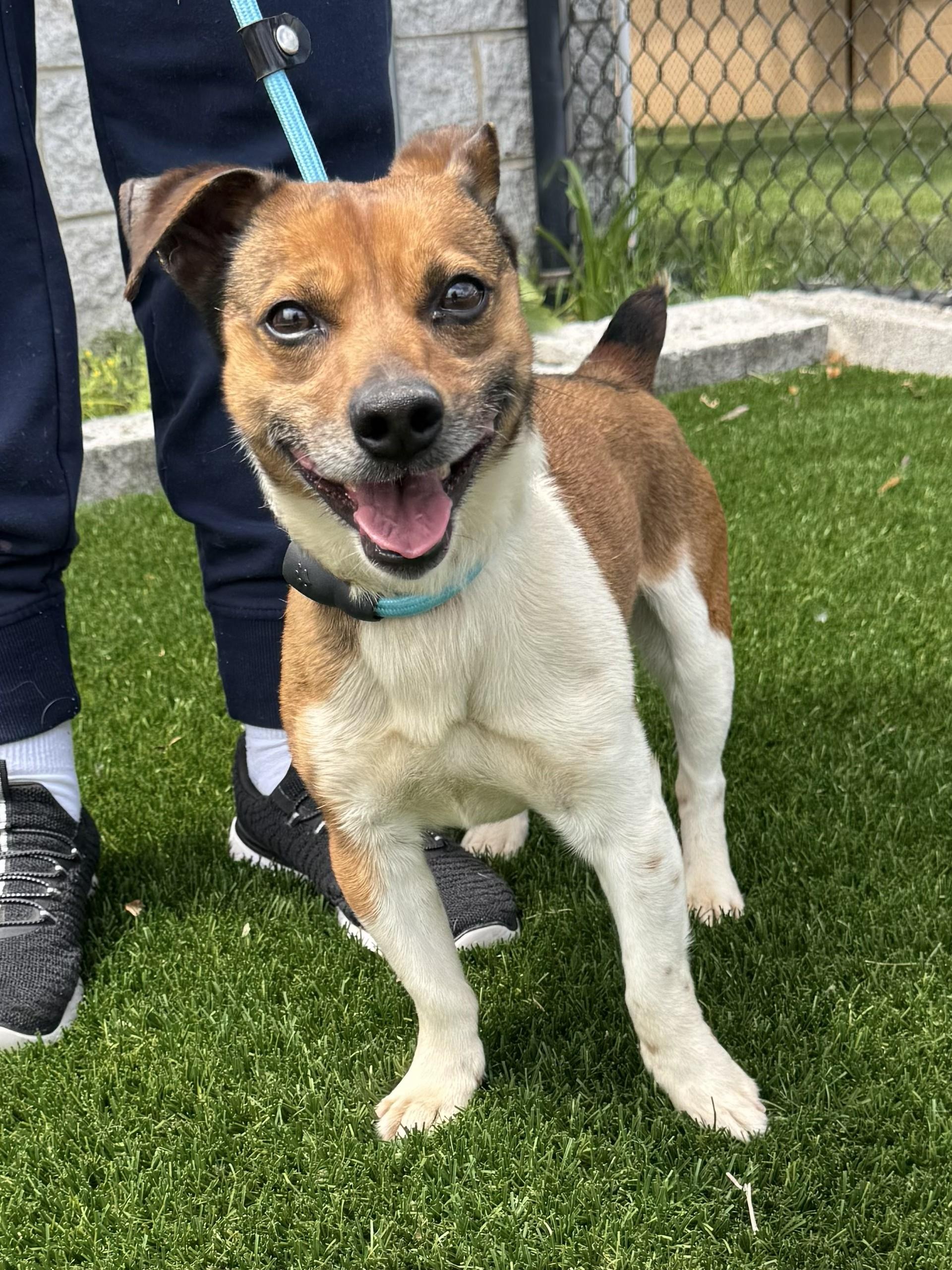 Enlarge Russell, a ADOPTABLE mixed breed in Perth Amboy, NJ image 1/2